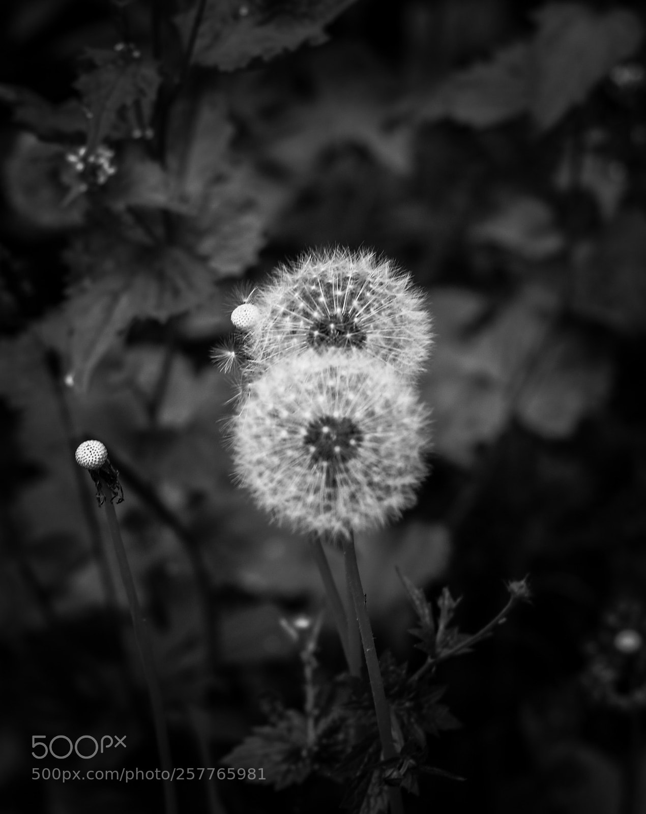 Canon EOS 70D sample photo. Löwenzahn photography