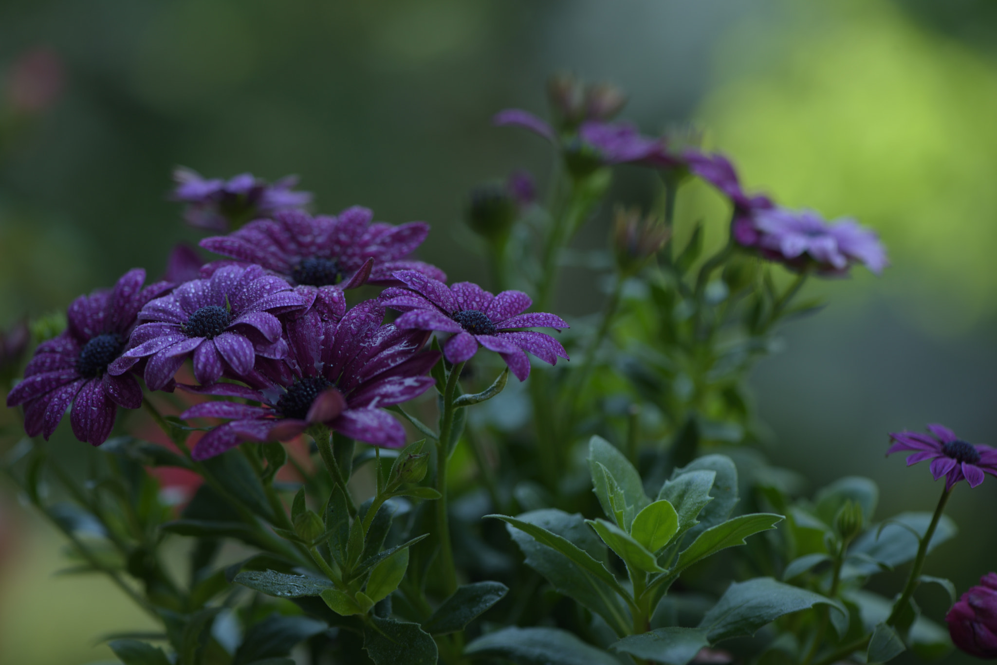Nikon AF-S Micro-Nikkor 105mm F2.8G IF-ED VR sample photo. Lila drops photography
