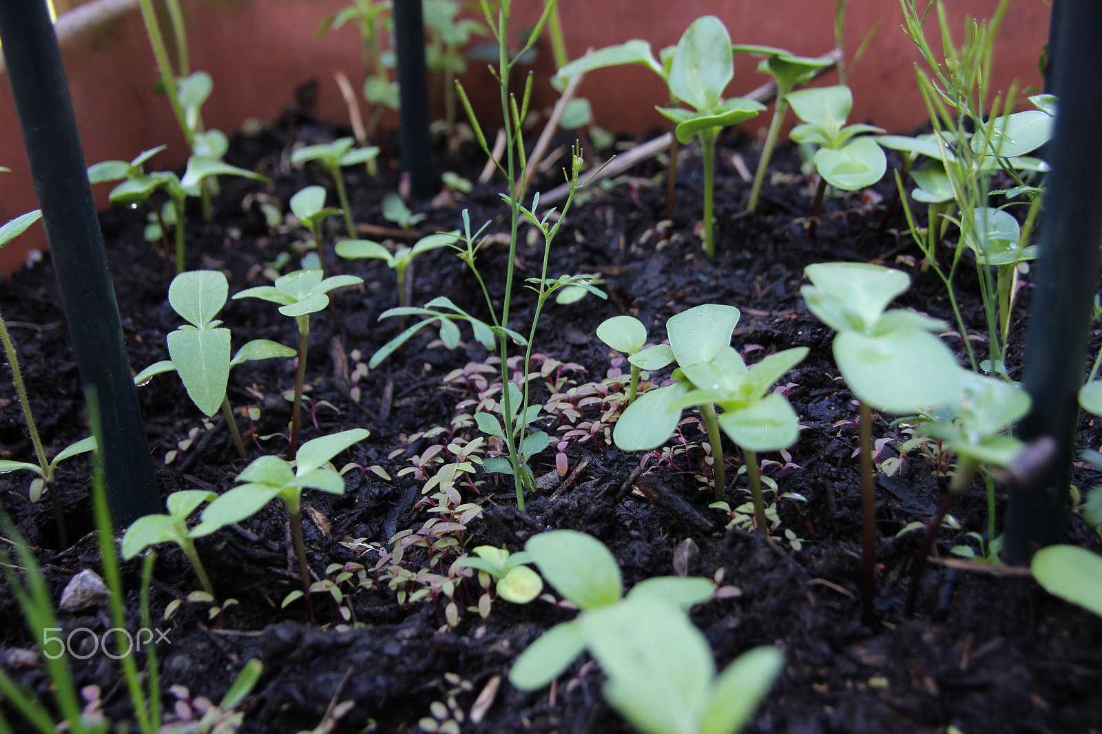 Canon EOS 600D (Rebel EOS T3i / EOS Kiss X5) sample photo. Grow up, little flower. photography