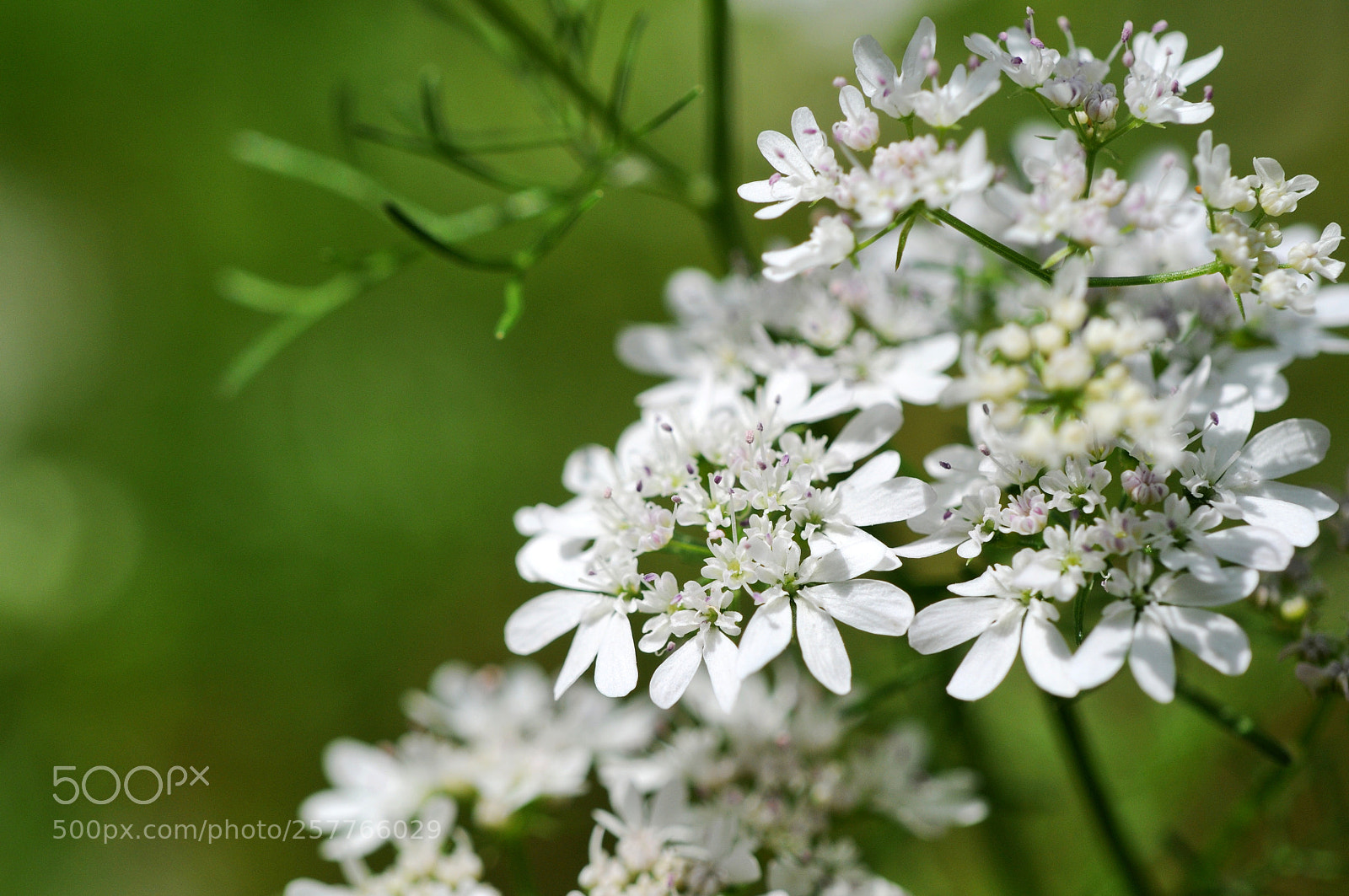 Nikon D300 sample photo. Corriender flower photography