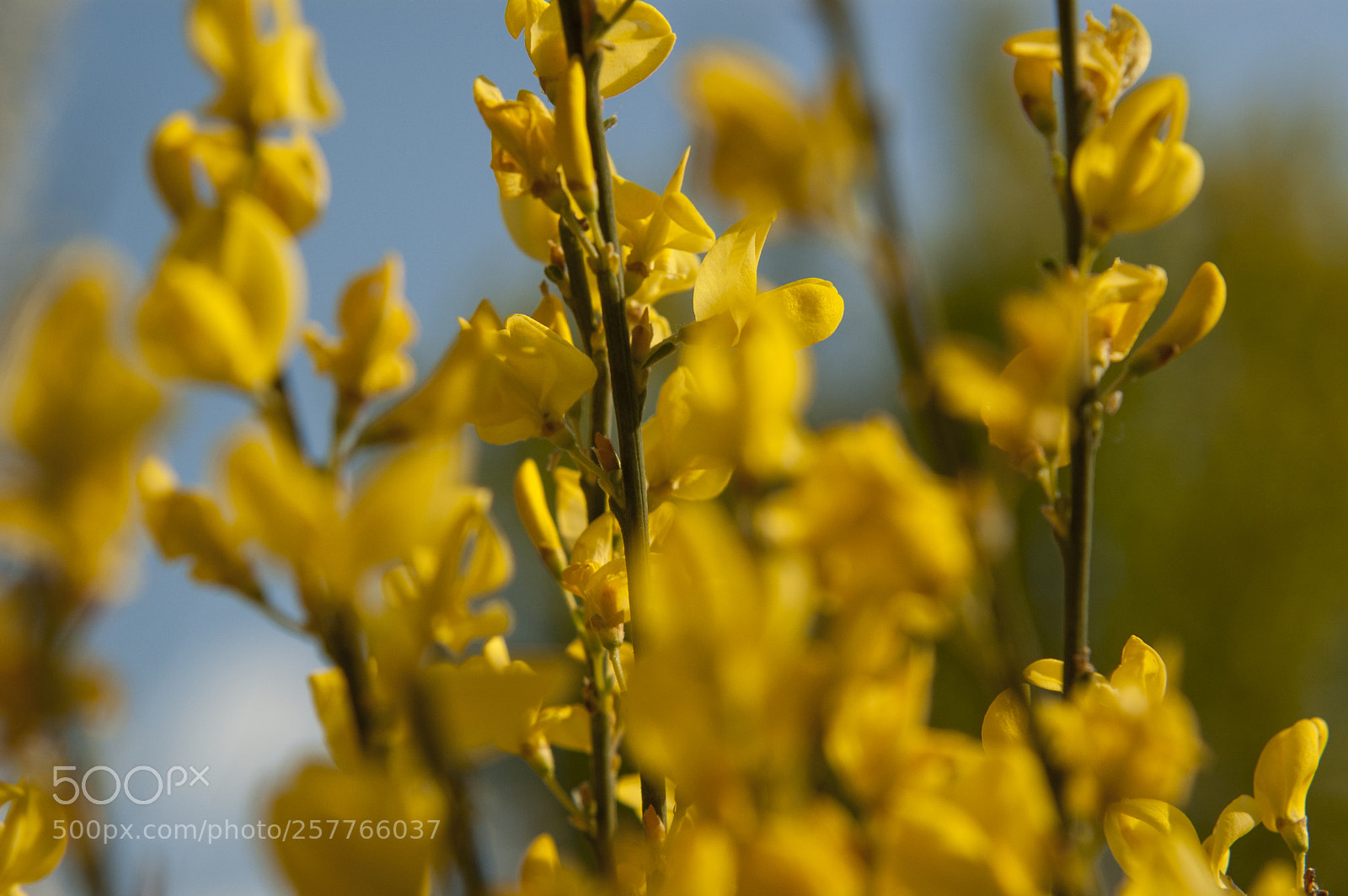 Nikon D50 sample photo. Flowers photography
