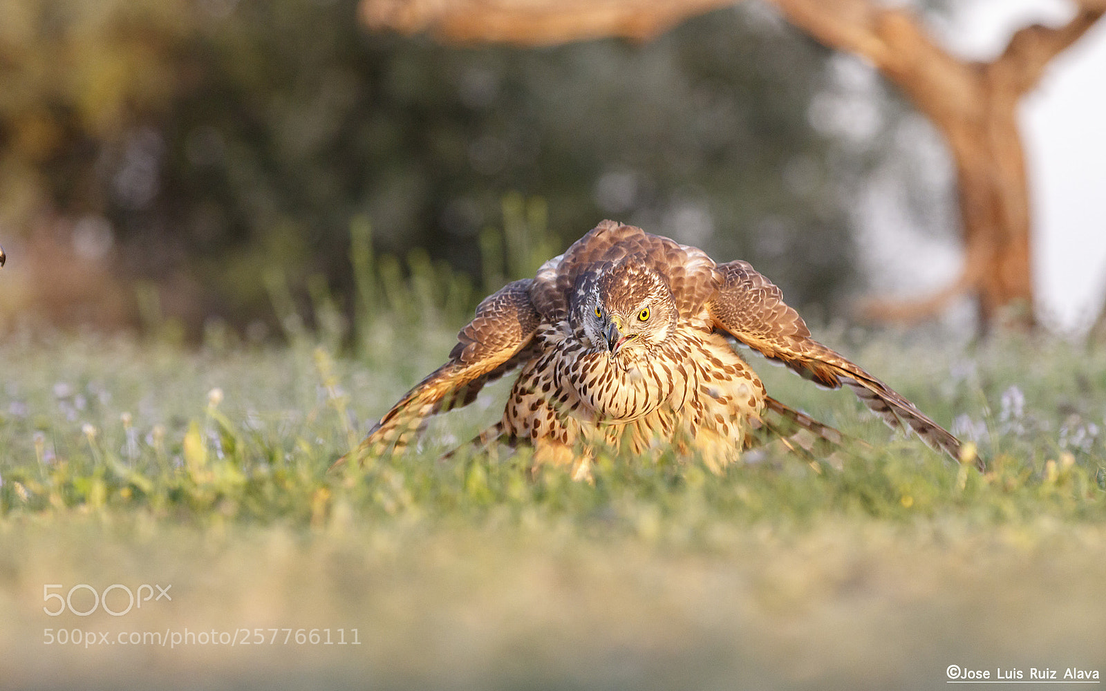Canon EOS 7D Mark II sample photo. Goshawk (accipiter gentilis) photography
