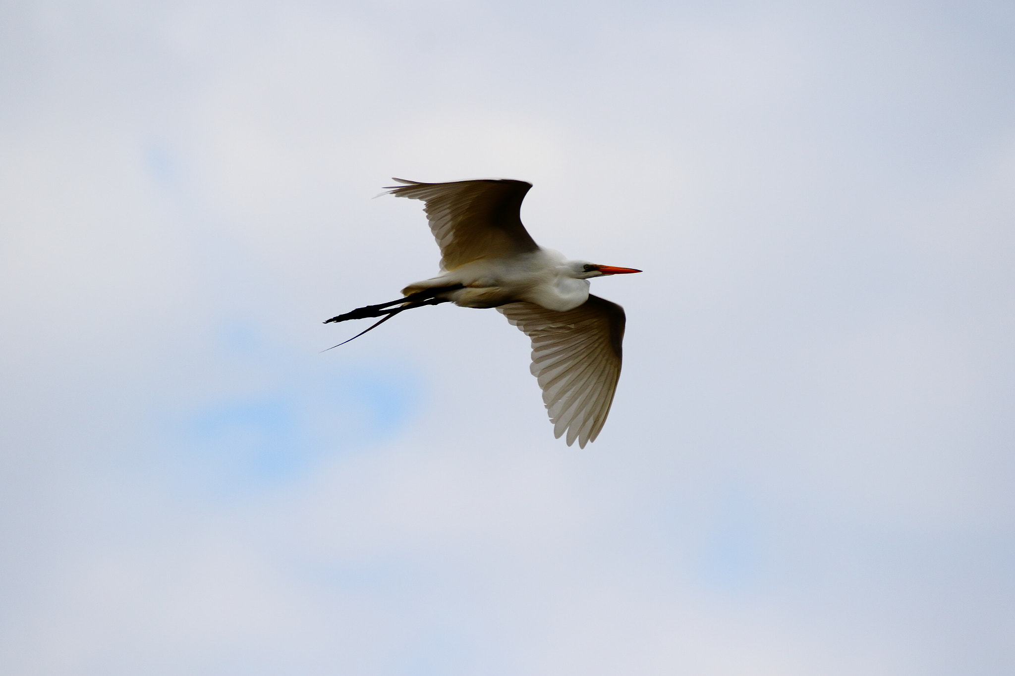 Sigma 150-600mm F5-6.3 DG OS HSM | C sample photo. In the sky photography