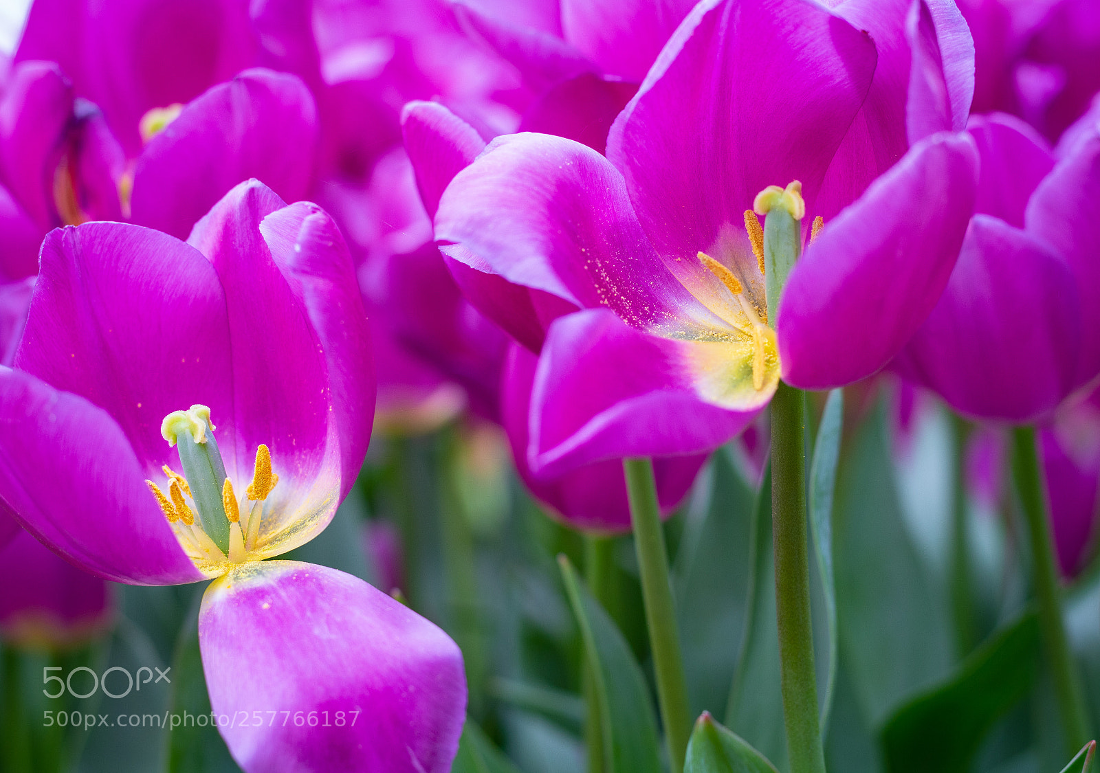 Canon EOS 700D (EOS Rebel T5i / EOS Kiss X7i) sample photo. Pink photography