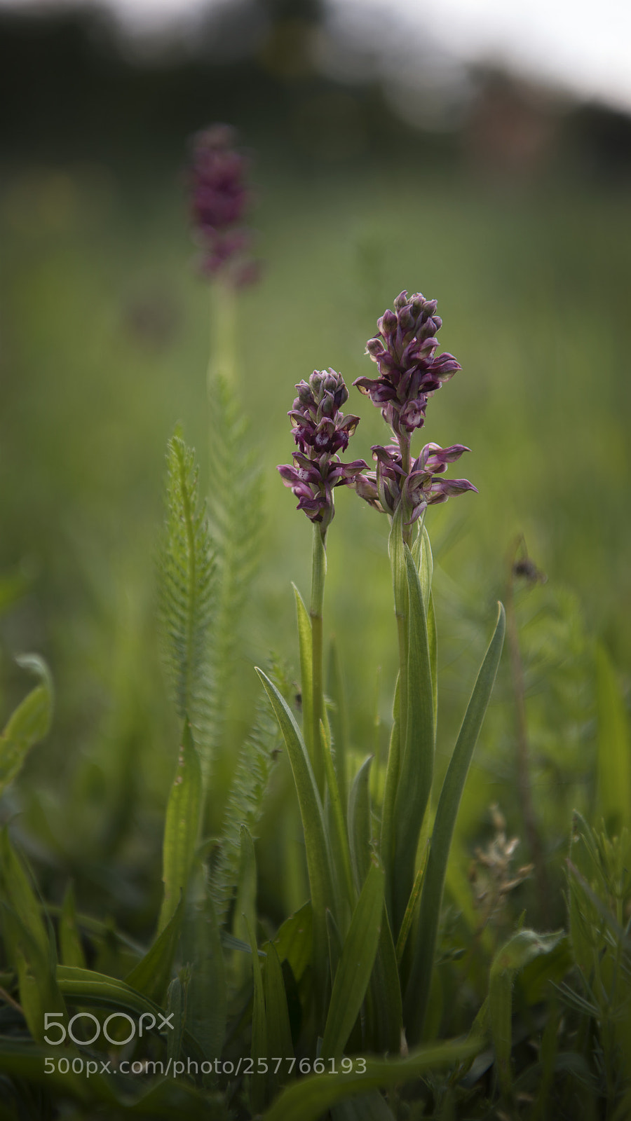 Nikon D810 sample photo. Wild orchids photography
