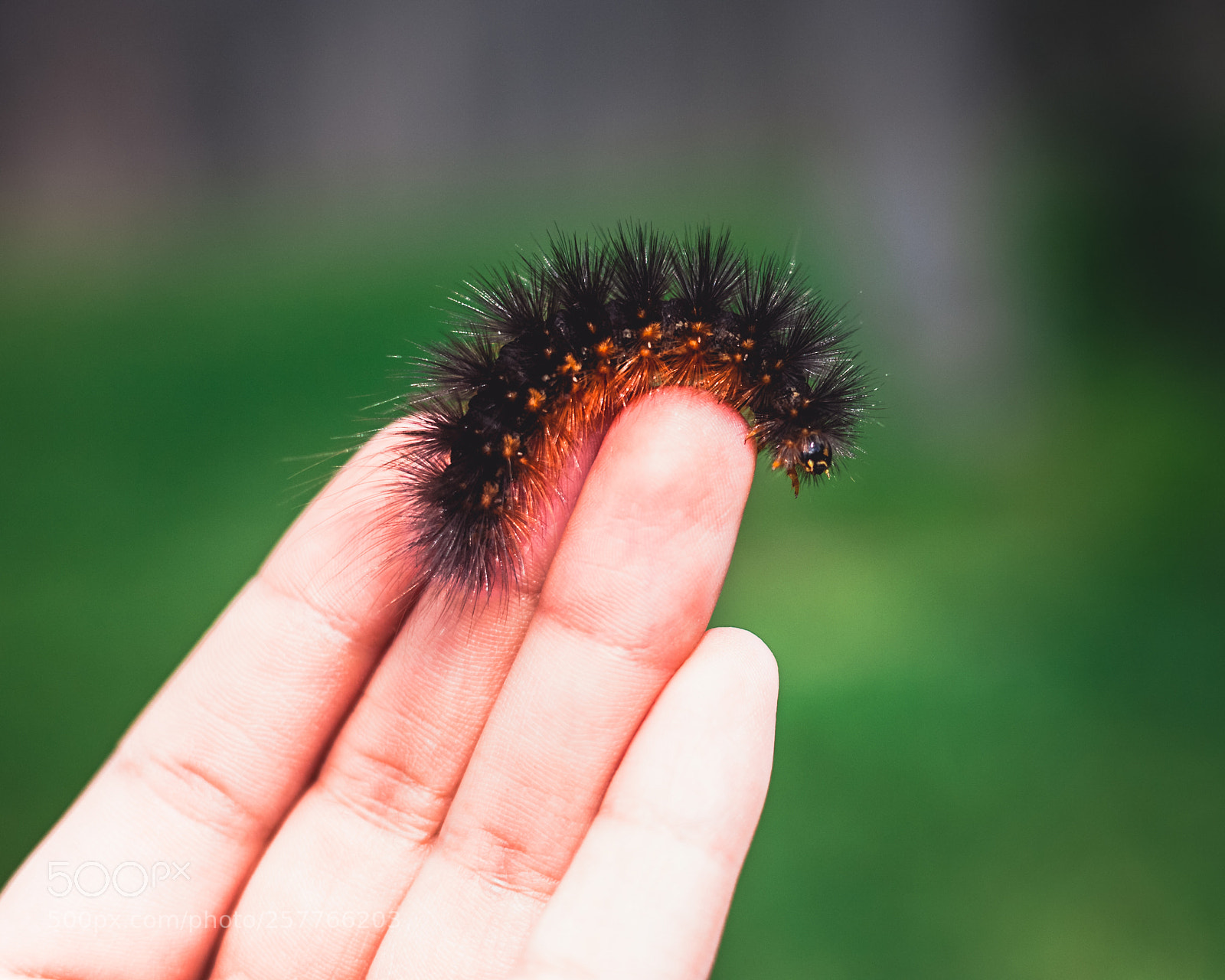 Canon EOS 5D sample photo. Caterpillar photography