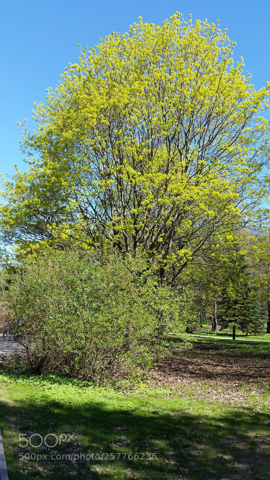 Samsung Galaxy S5 sample photo. Весна. Деревья, проснувшиеся после зимы. photography