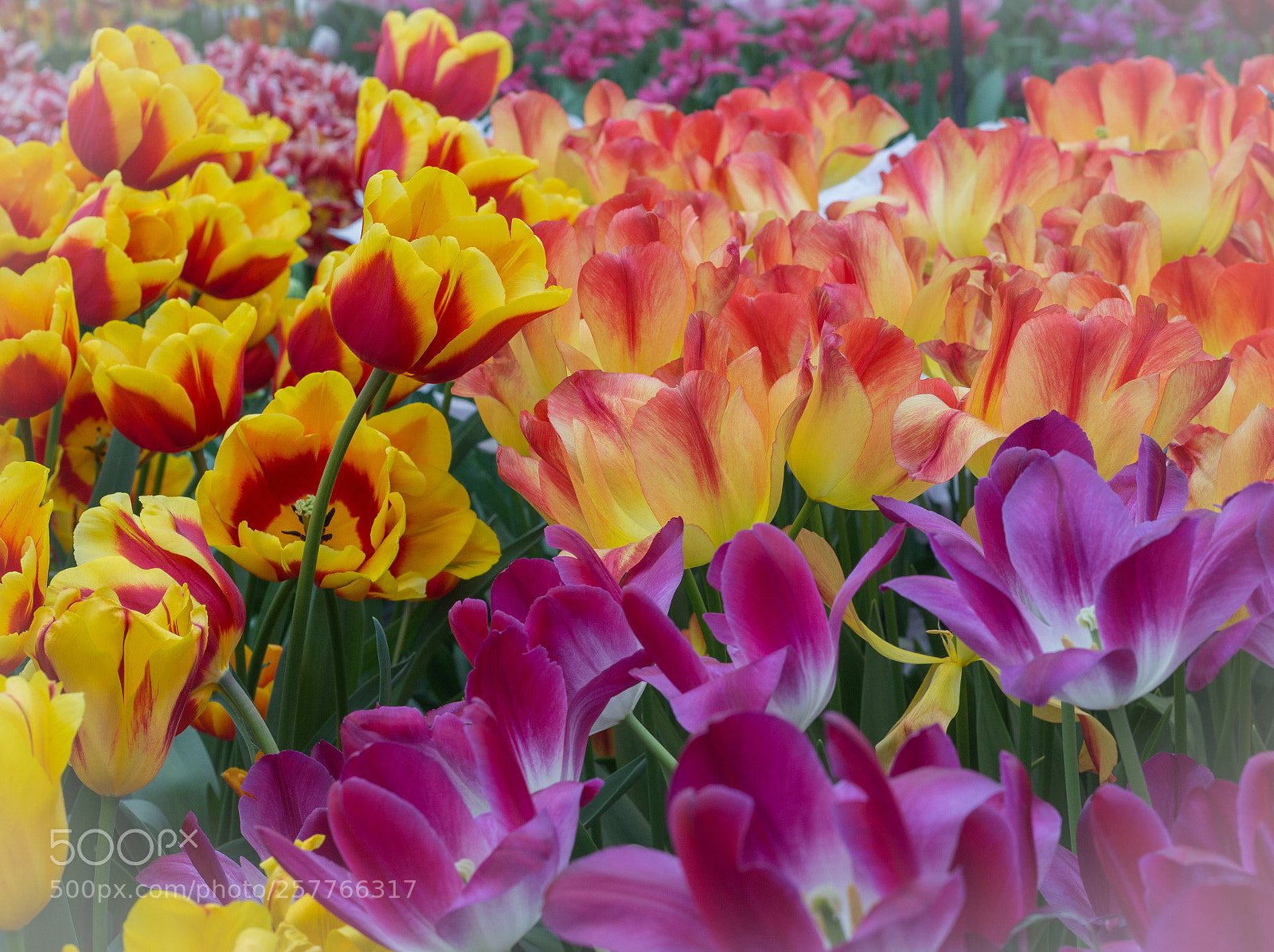 Canon EOS 700D (EOS Rebel T5i / EOS Kiss X7i) sample photo. Tulips photography