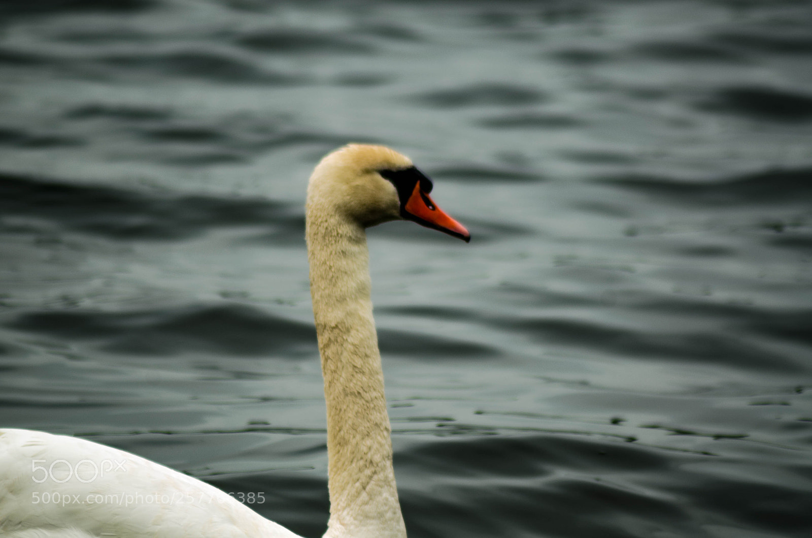 Nikon D7000 sample photo. Swan lake photography