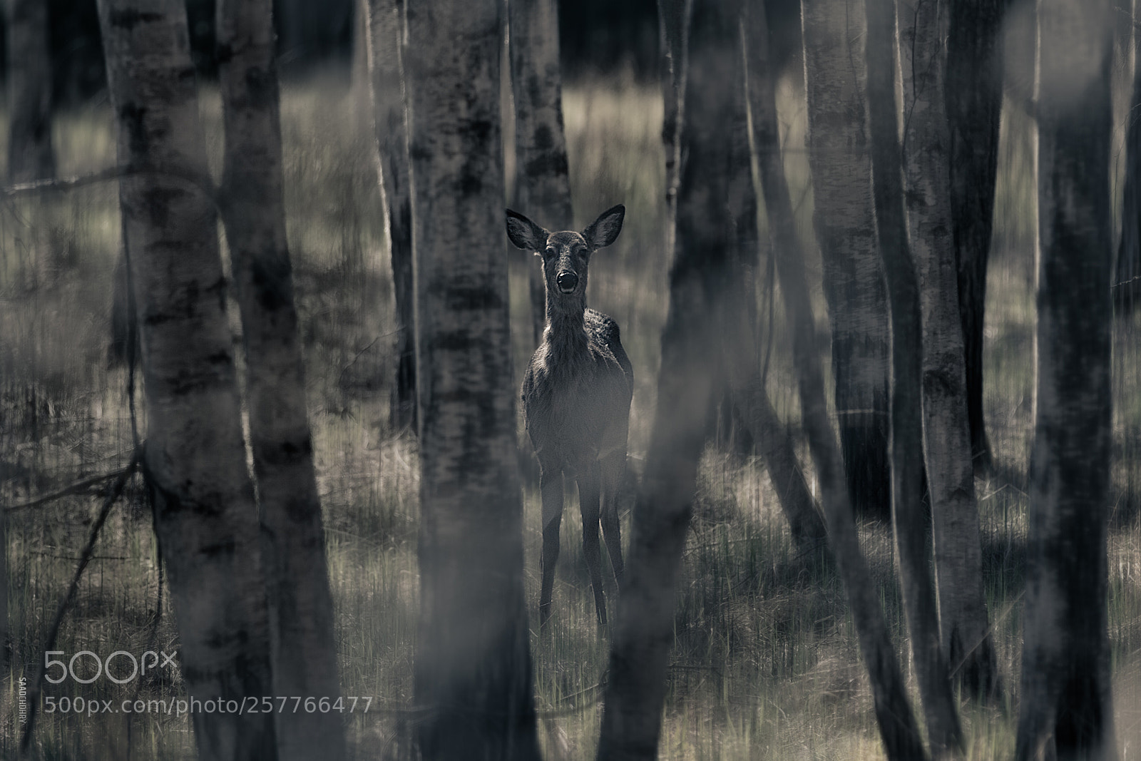 Canon EOS 6D sample photo. Forest deer! photography