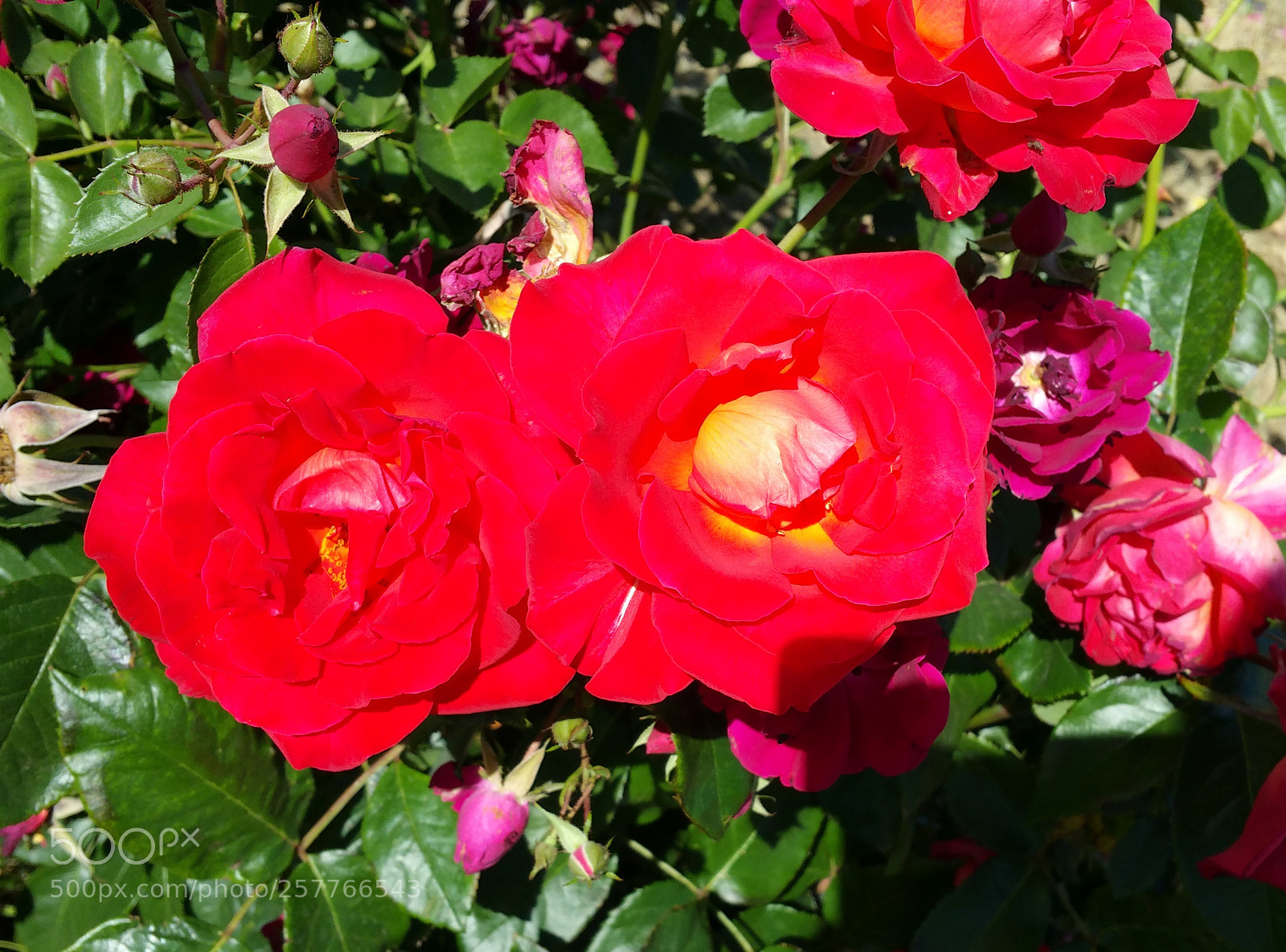 Samsung Galaxy Note4 sample photo. Happy mothers day! photography