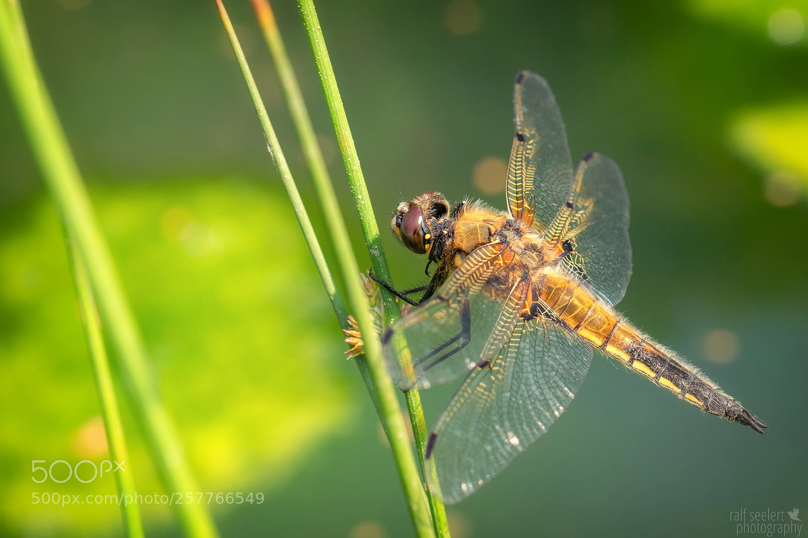 Sony a6500 sample photo. Vierfleck (libellula quadrimaculata) photography