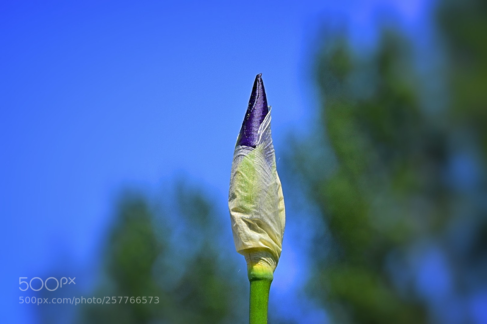 Nikon D5300 sample photo. Noch bin ich eingewickelt! photography