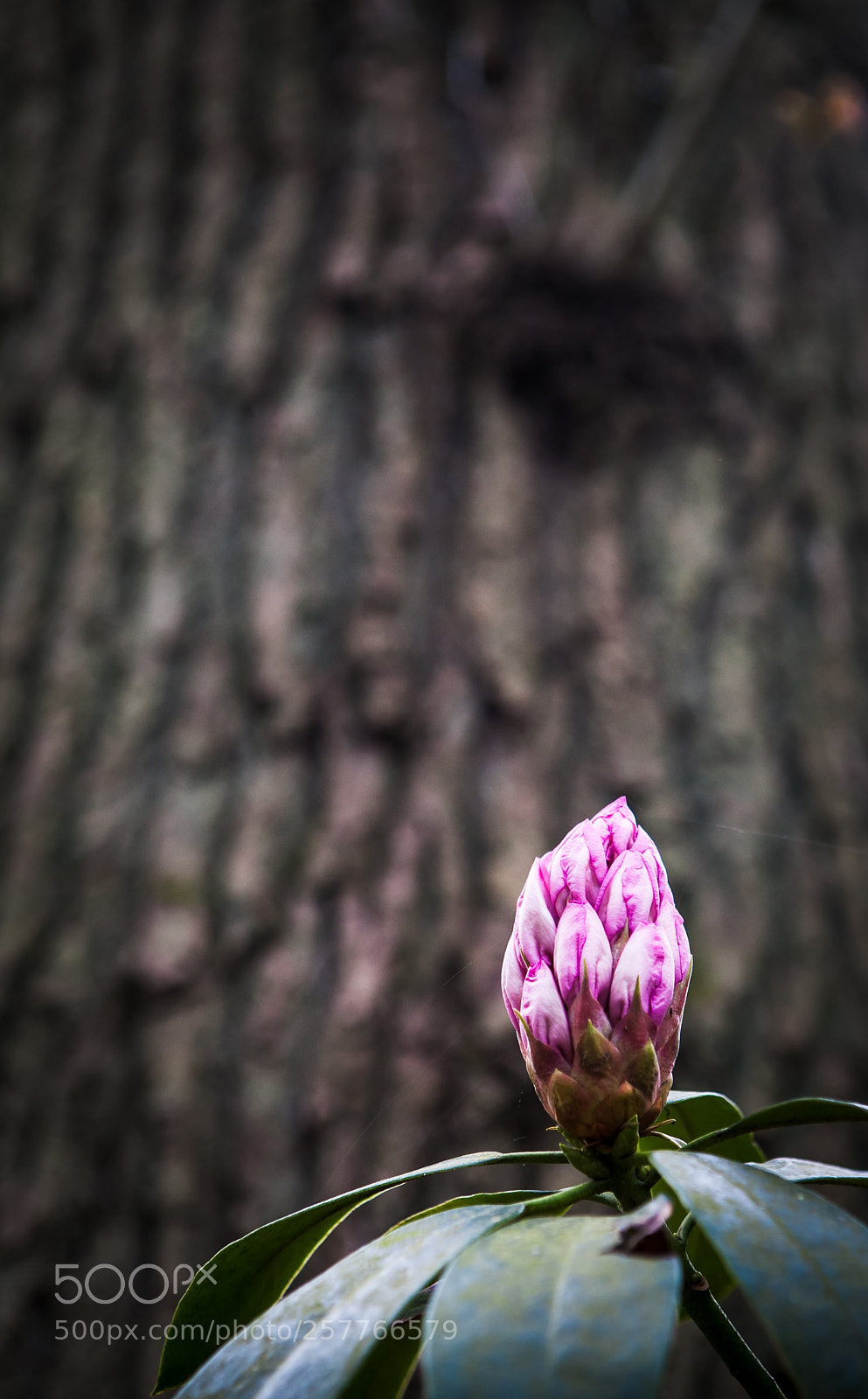 Canon EOS 5D sample photo. Rhododendron photography