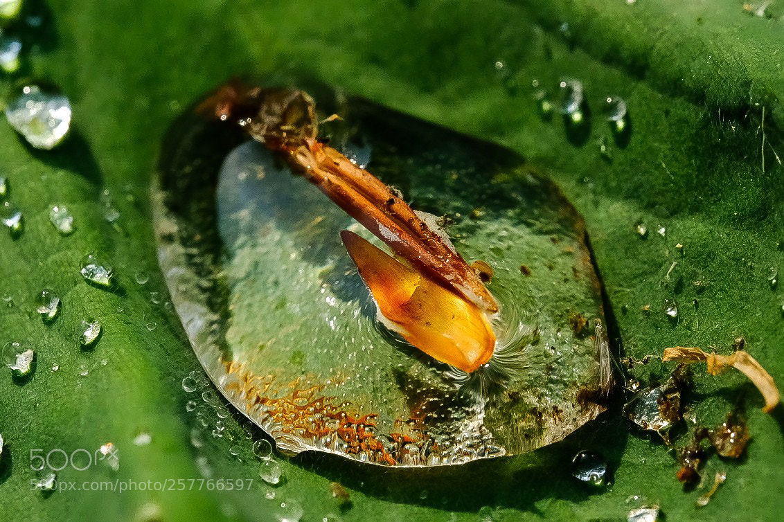 Fujifilm X-T2 sample photo. Raindrop photography