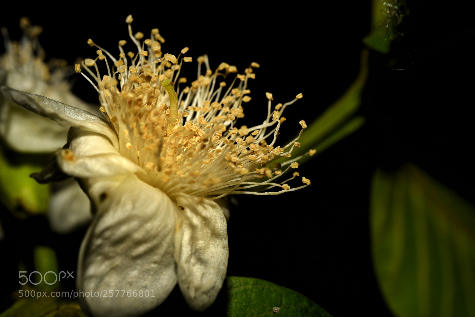 Nikon D810 sample photo. Guava flower photography