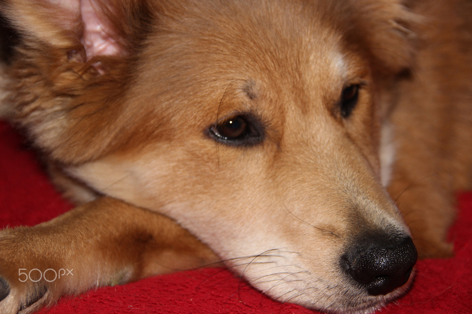 Canon EOS 600D (Rebel EOS T3i / EOS Kiss X5) sample photo. Dog is tired photography