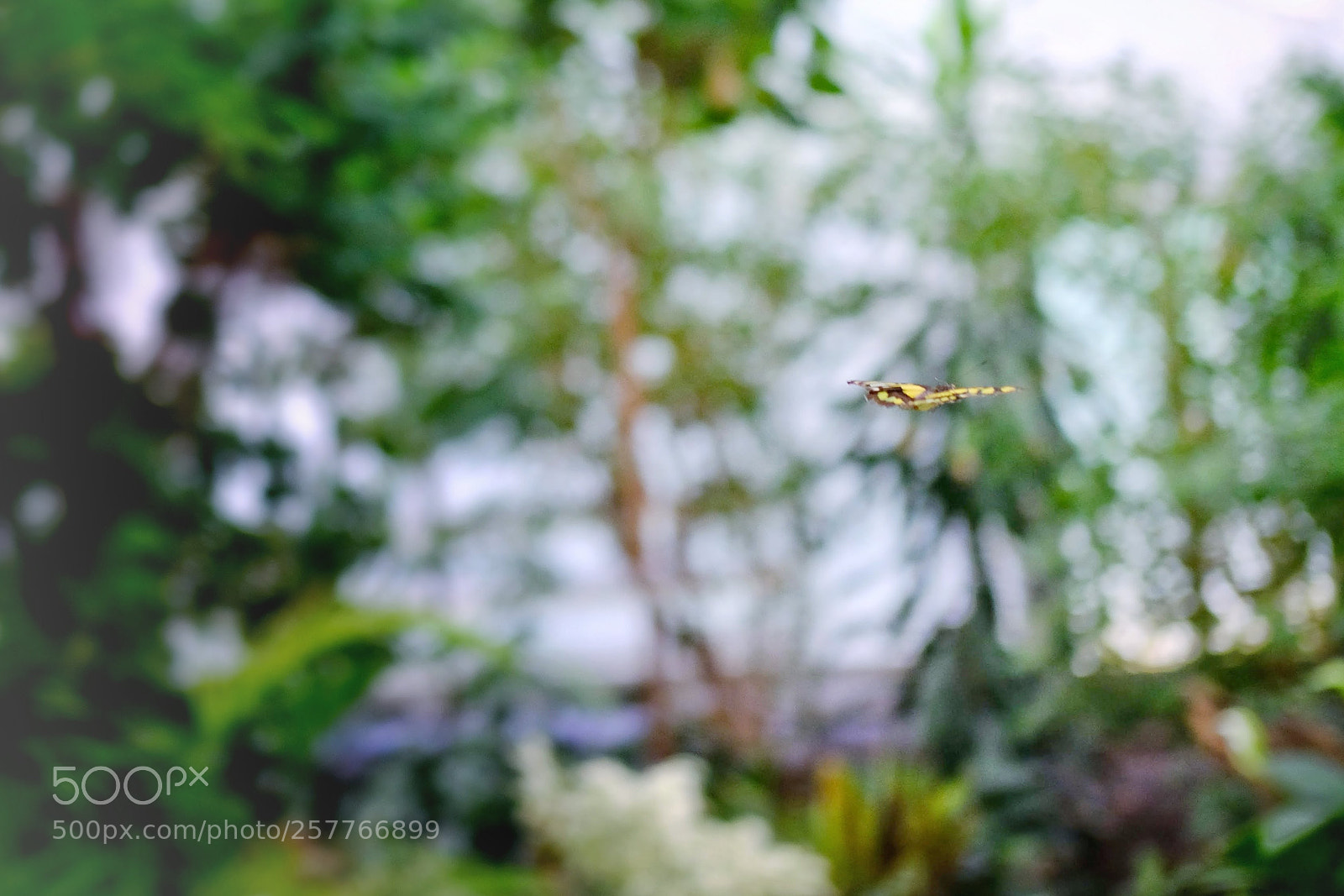 Fujifilm X-E3 sample photo. Butterfly蝴蝶 photography