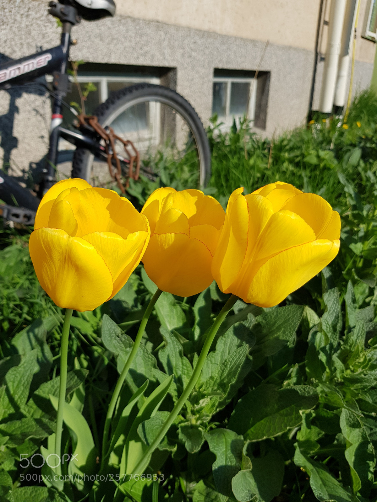 Samsung Galaxy S8 sample photo. Flower photography