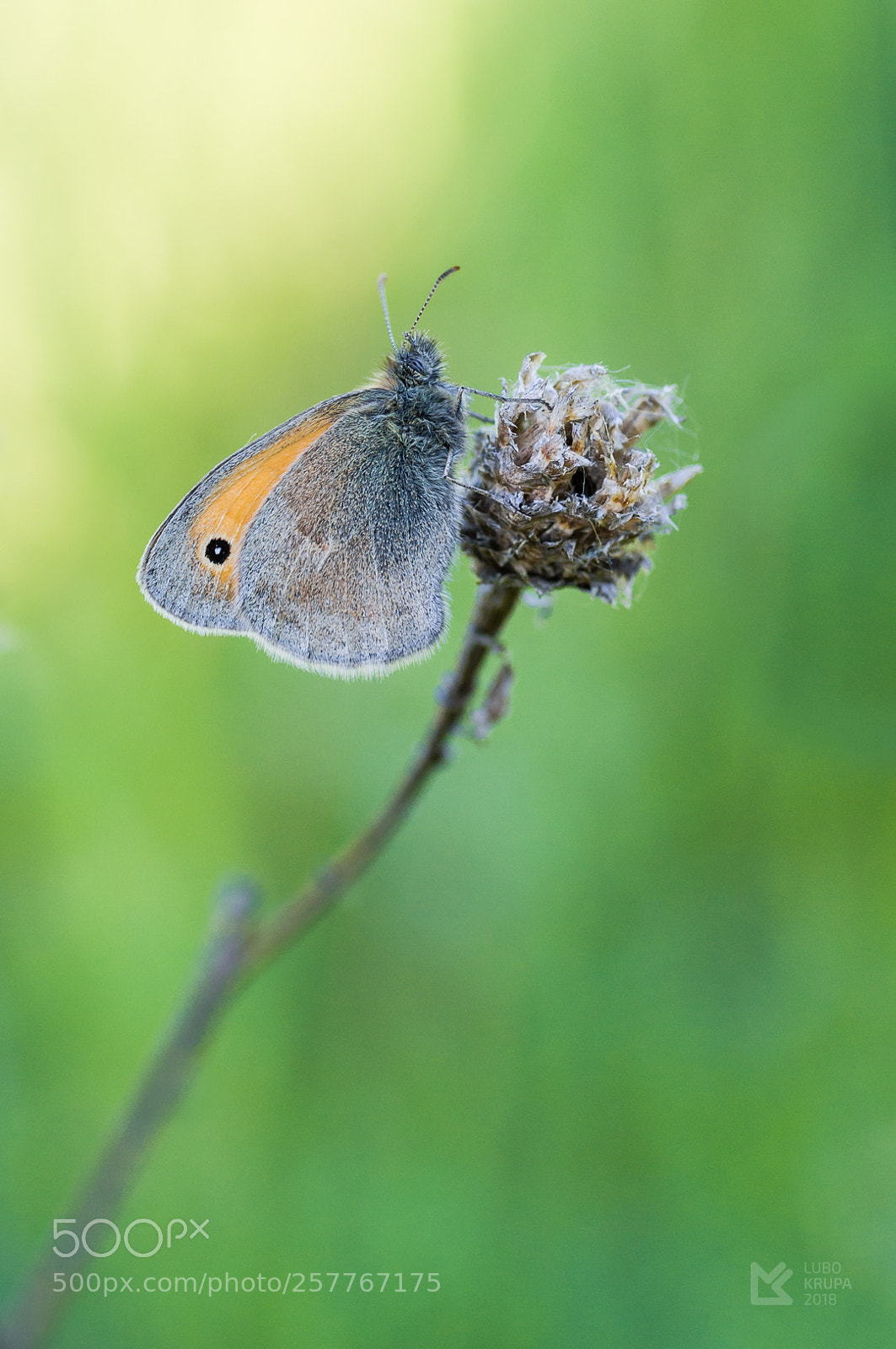 Pentax K-r sample photo. Coenonympha pamphilus photography