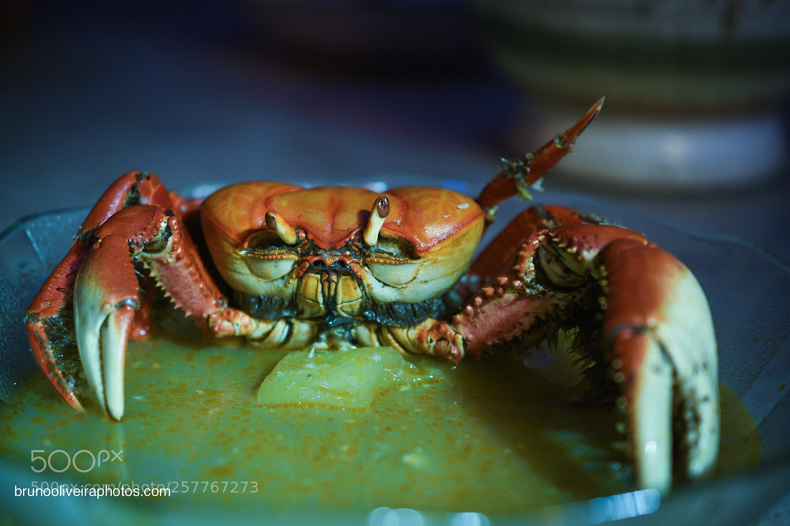 Nikon D7200 sample photo. Crab photography