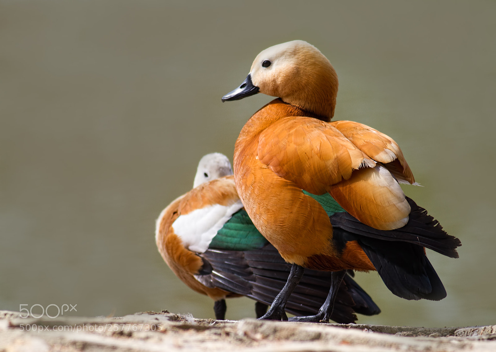 Canon EOS 7D sample photo. Ruddy shelduck... photography