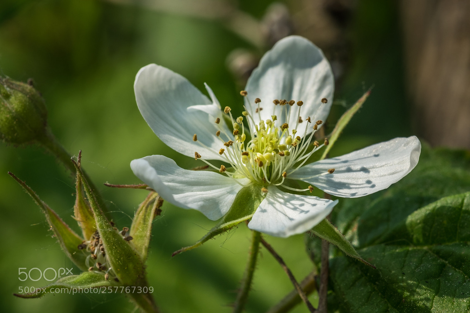 Fujifilm X-T1 sample photo. Brombeere (rubus sectio rubus) photography
