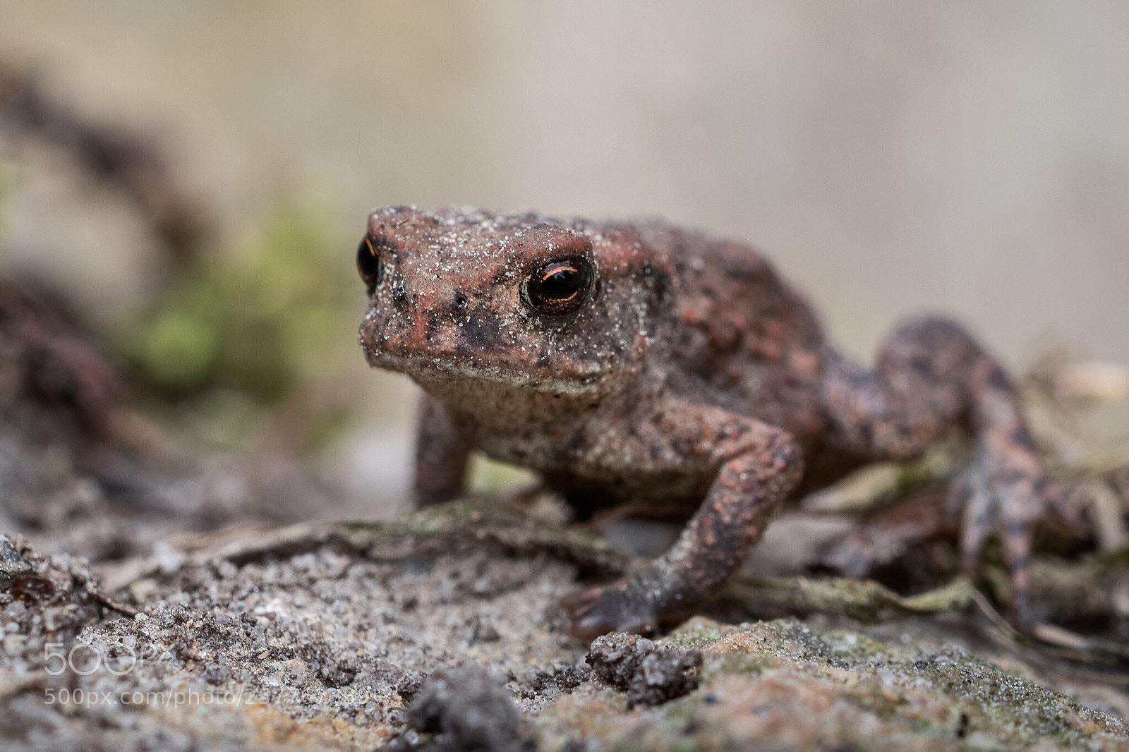 Canon EOS 7D Mark II sample photo. Frog photography