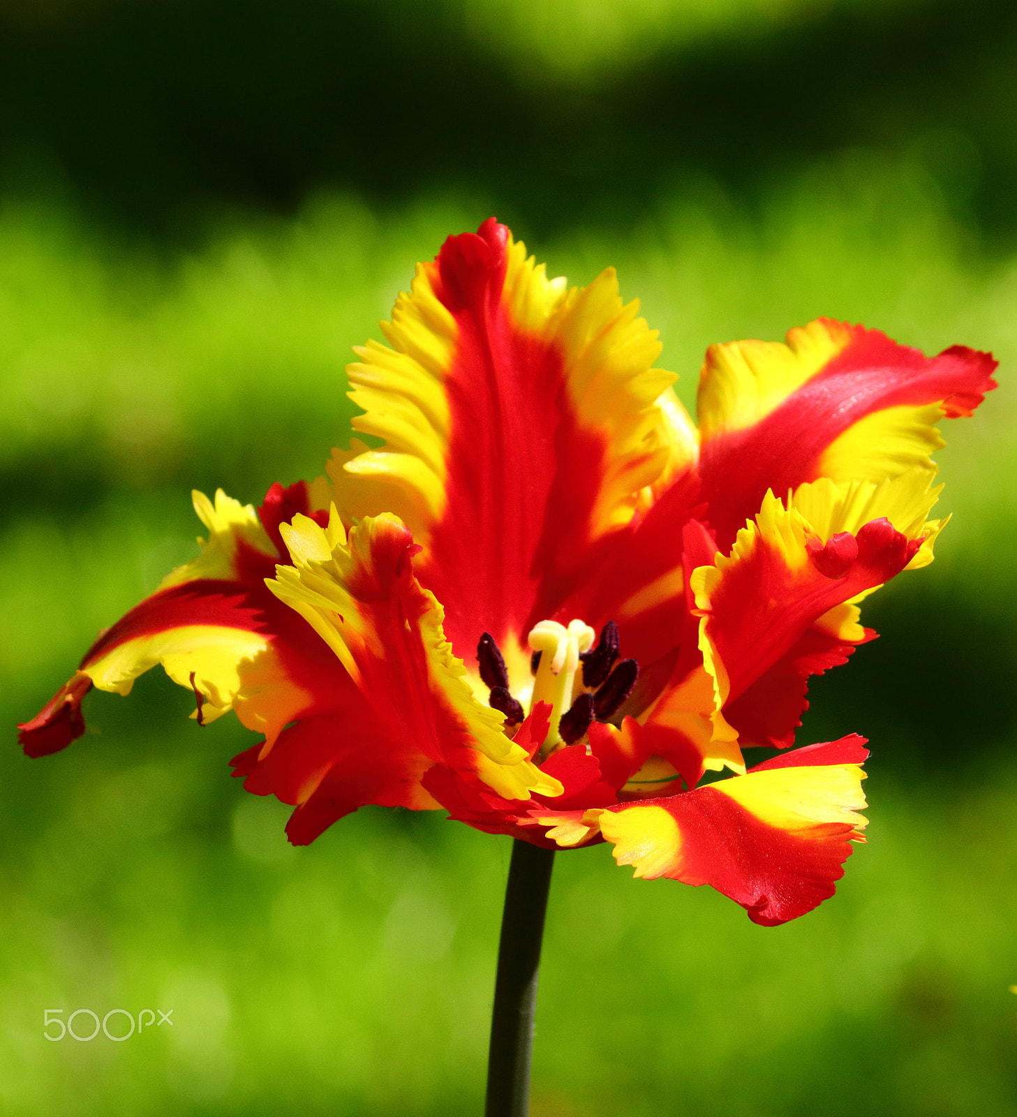 Canon EF-S 55-250mm F4-5.6 IS II sample photo. Flower photography