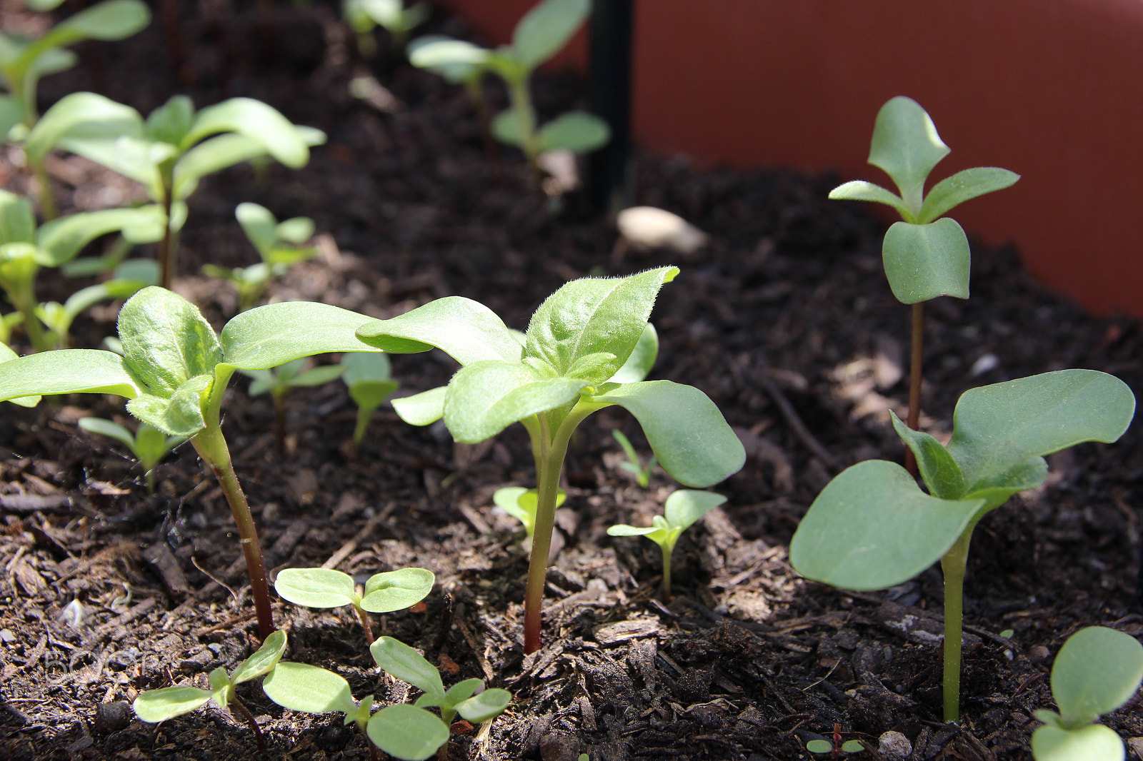 Canon EOS 600D (Rebel EOS T3i / EOS Kiss X5) sample photo. Grow up, little sunflowers photography