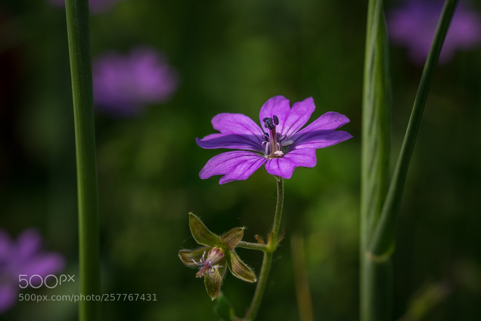 Fujifilm X-T1 sample photo. Pyren en storchschnabel geranium photography
