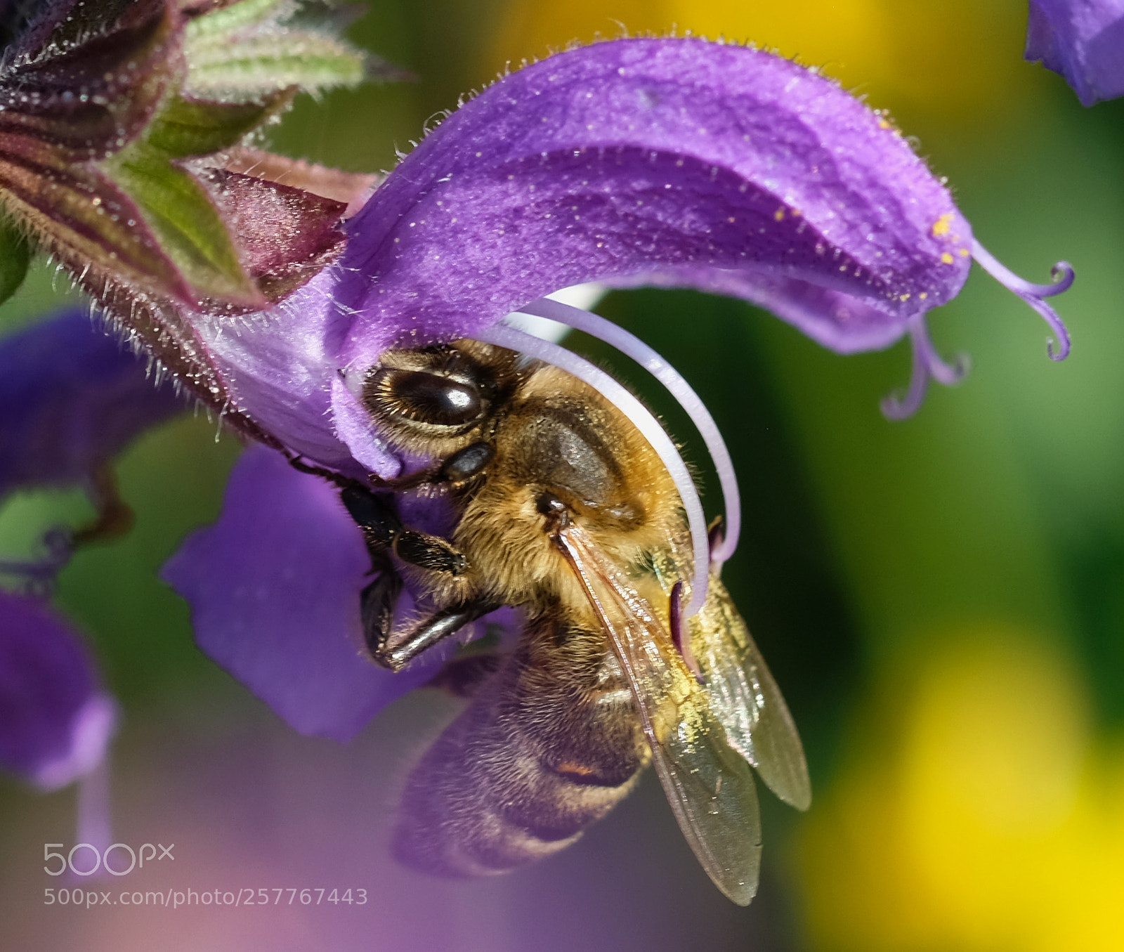 Fujifilm X-T2 sample photo. Blossom with bee photography