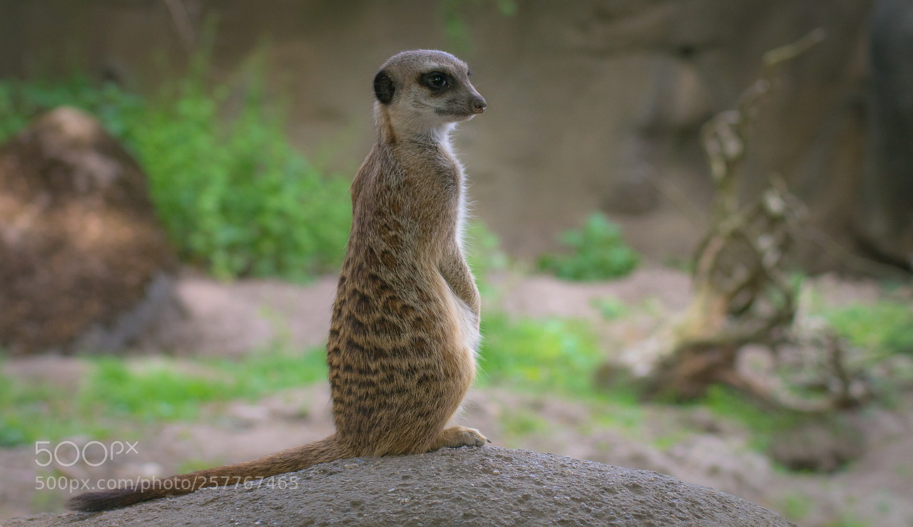 Sony ILCA-77M2 sample photo. Meerkat photography