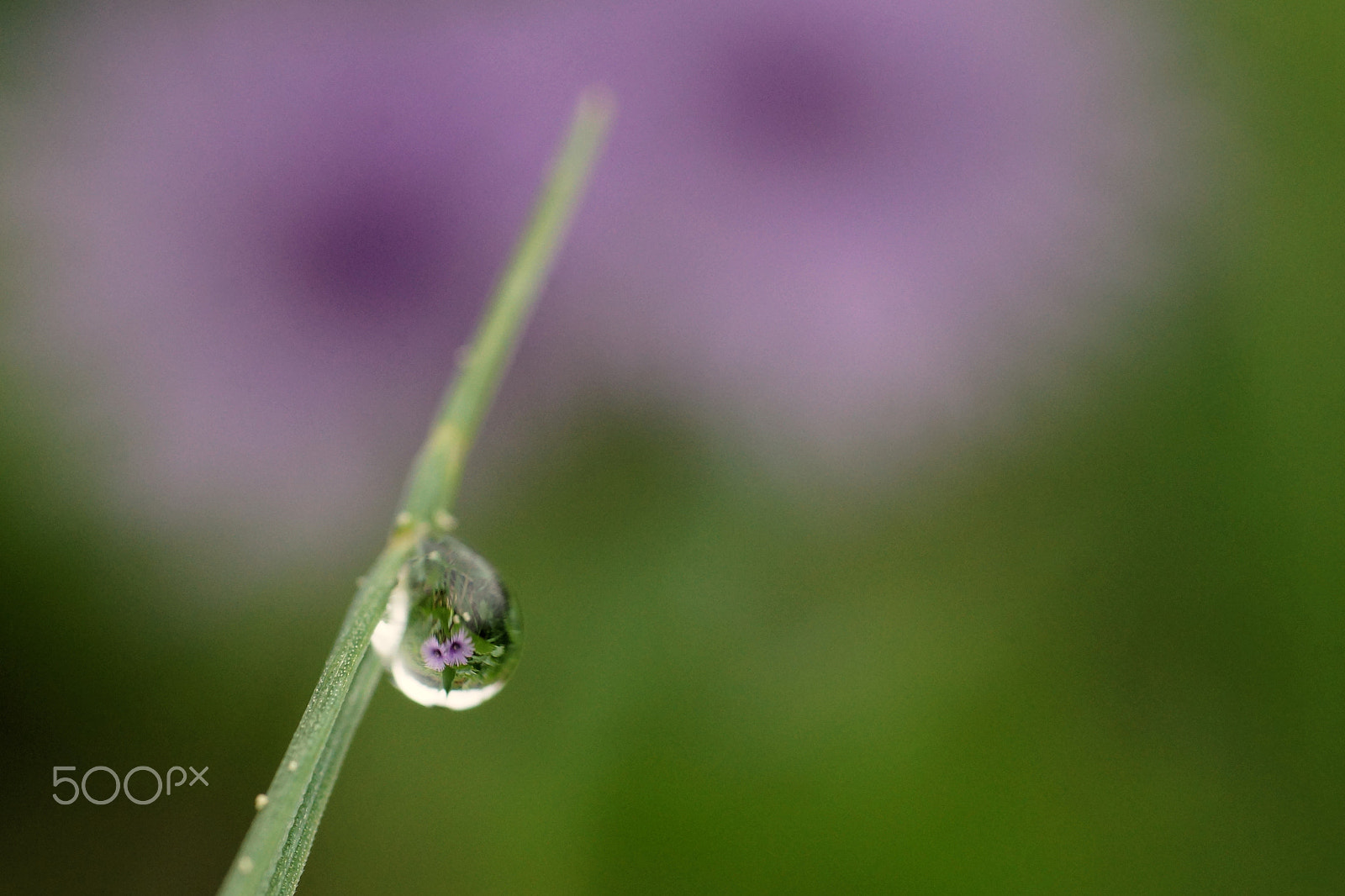 Sigma 70mm F2.8 EX DG Macro sample photo. Drop photography