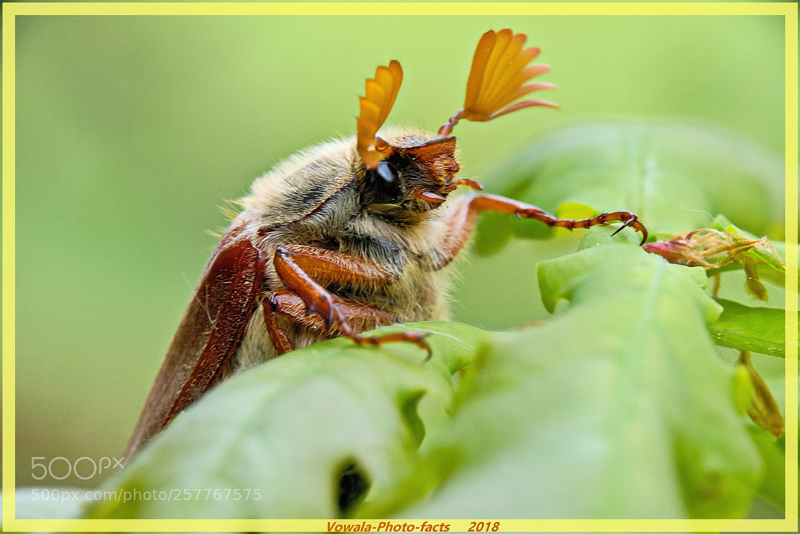Nikon D5500 sample photo. Cockchafer in the oak photography