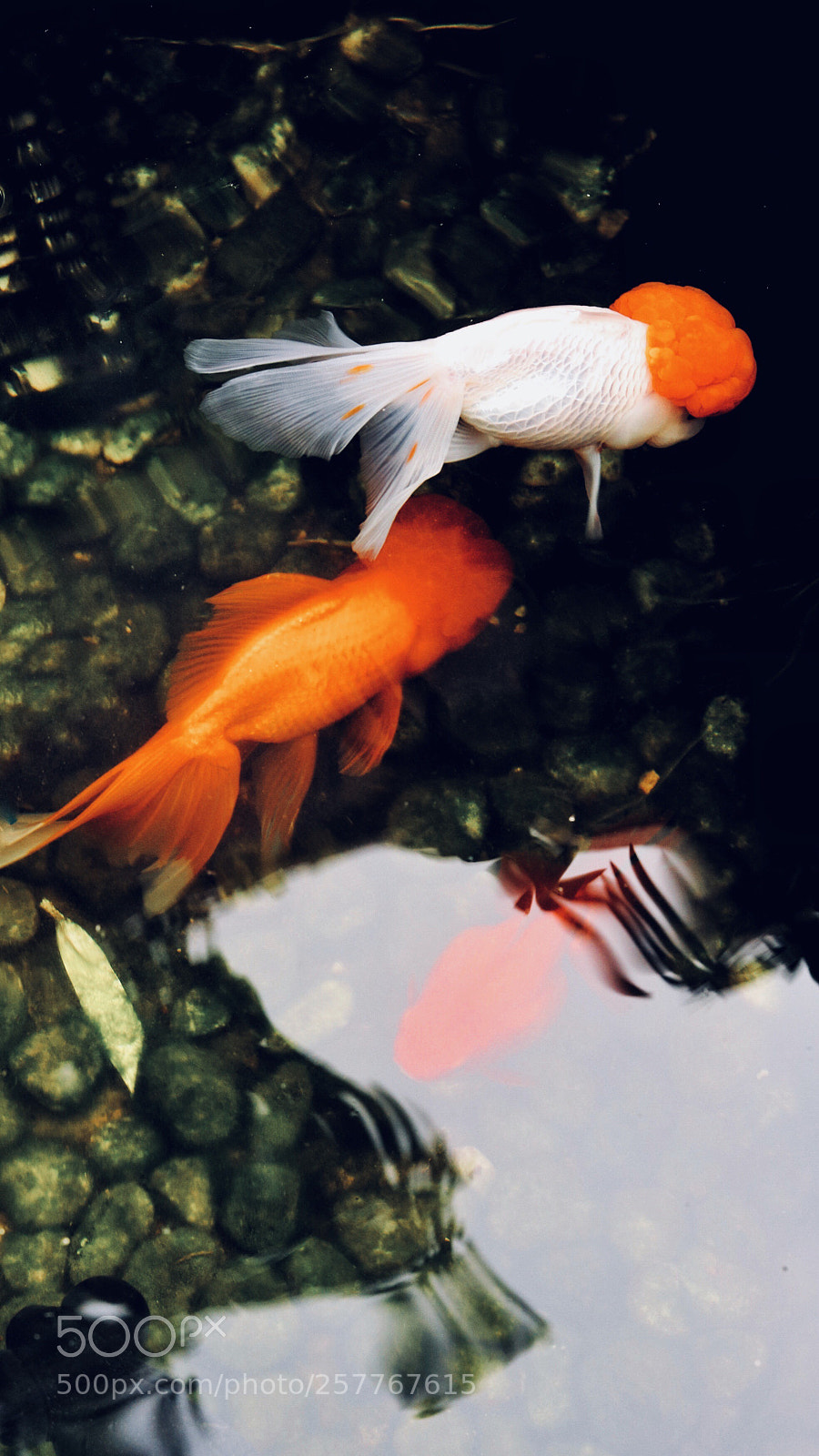 Canon EOS 6D Mark II sample photo. Goldfish photography
