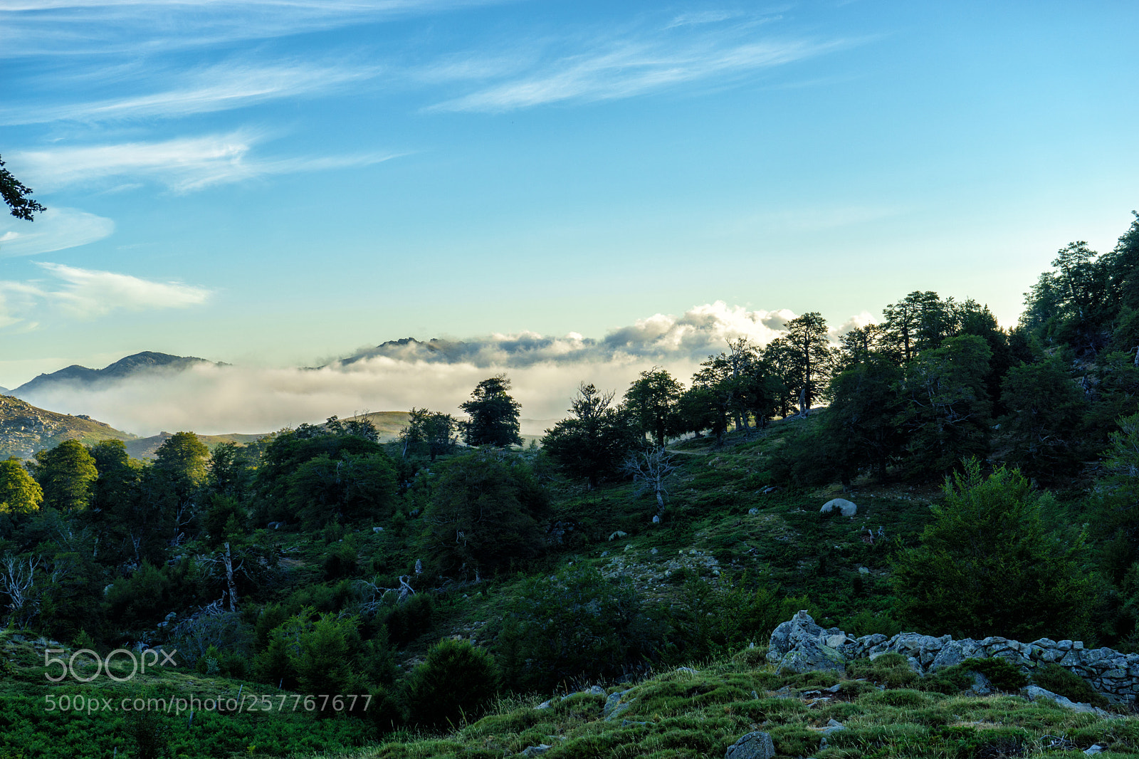 Sony a7 sample photo. Corse gr20 photography