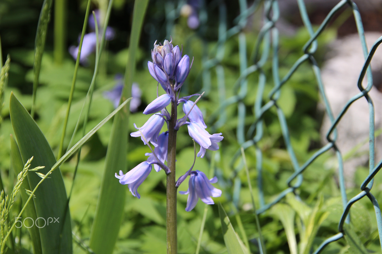 Canon EOS 600D (Rebel EOS T3i / EOS Kiss X5) sample photo. The first flower in spring photography