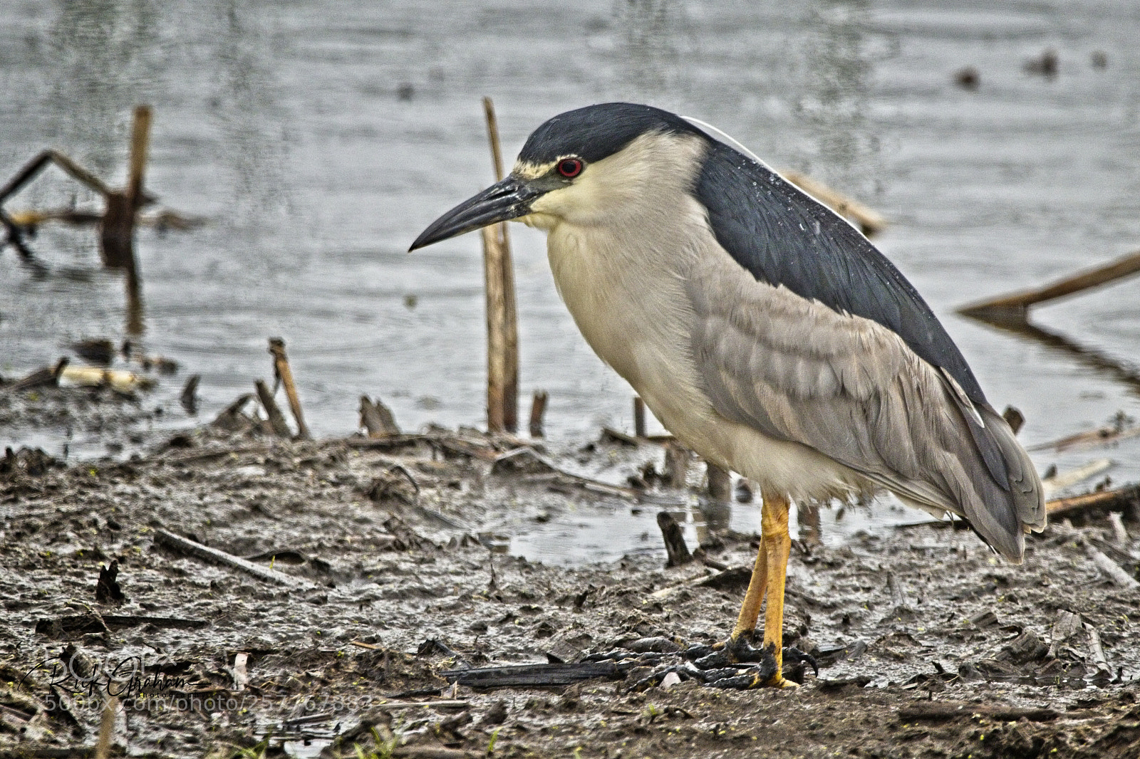 Canon EOS 80D sample photo. Black-crowned night heron photography