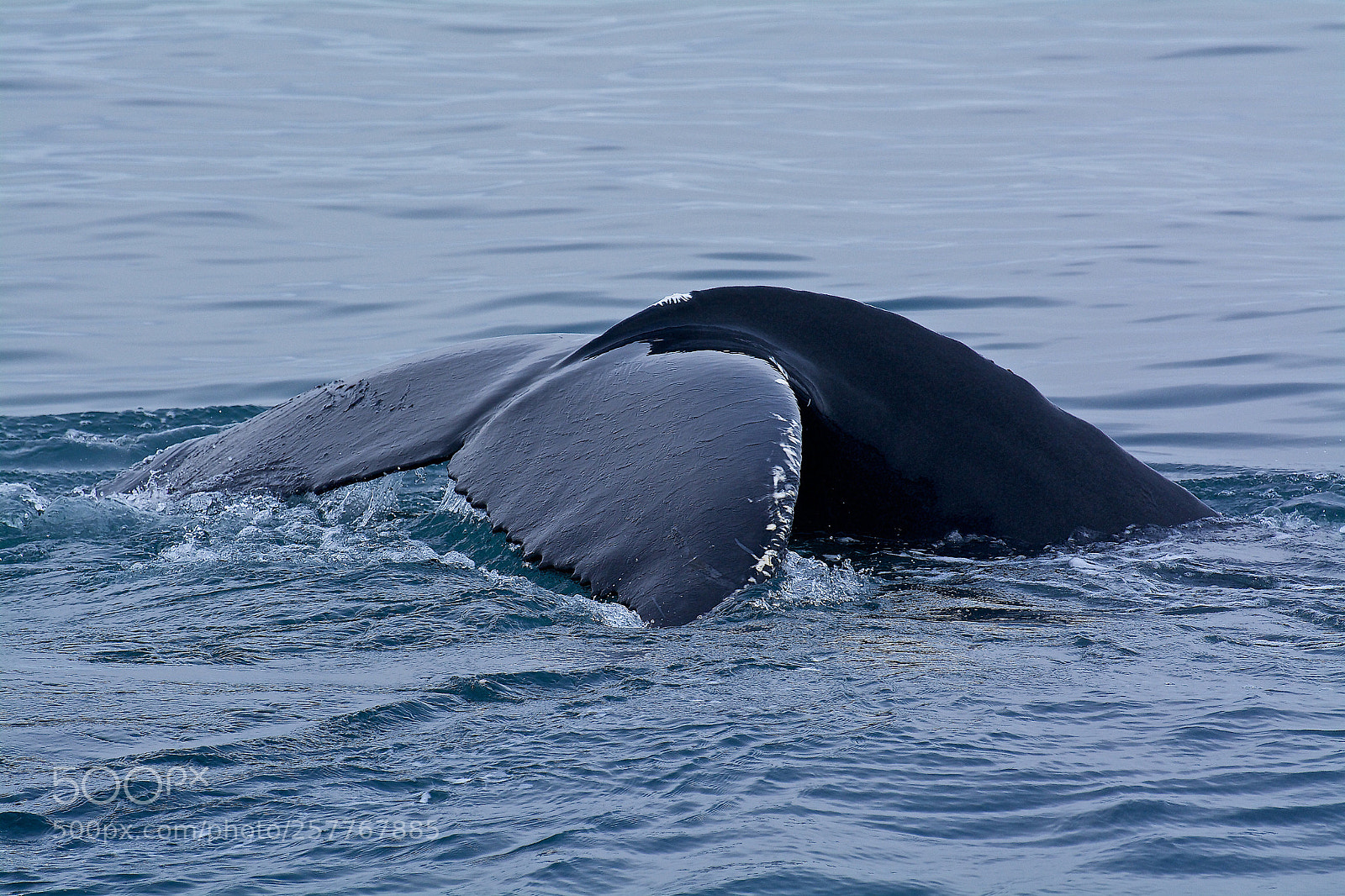 Nikon D7100 sample photo. Whale photography