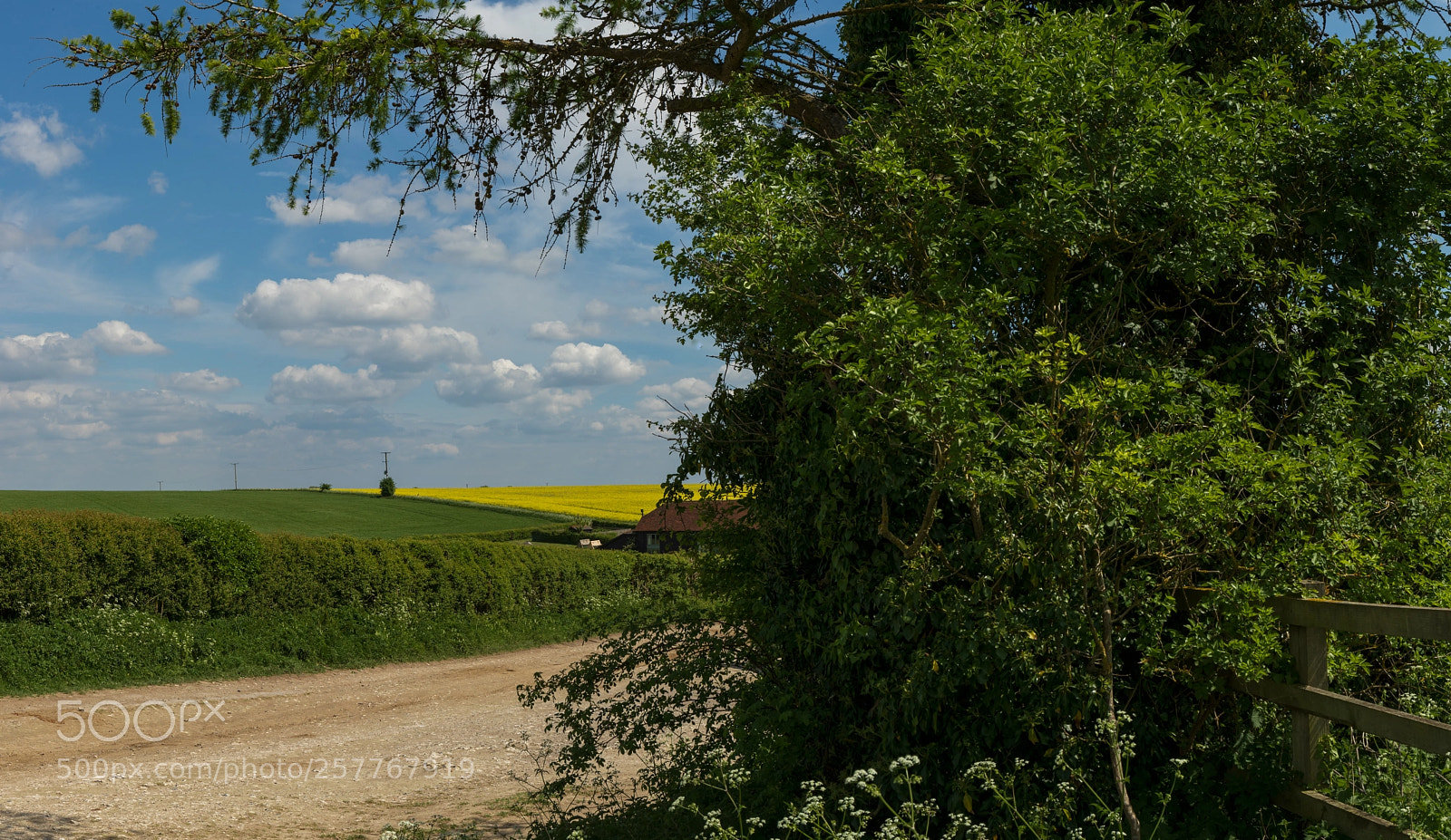 Canon EOS-1D X Mark II sample photo. The ridgeway photography