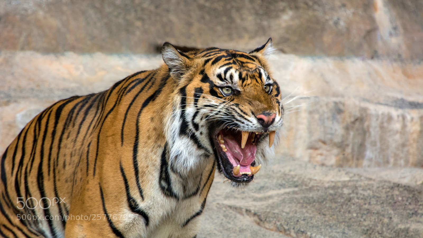 Nikon D7100 sample photo. Sumatra tiger photography