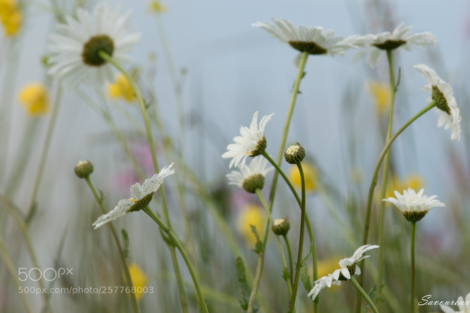Nikon D5500 sample photo. Champêtre photography