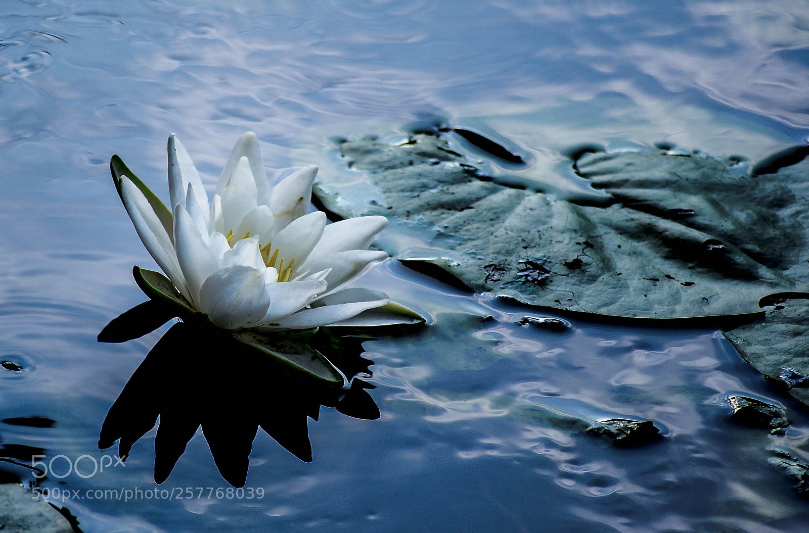 Sony Alpha DSLR-A300 sample photo. Water lily photography