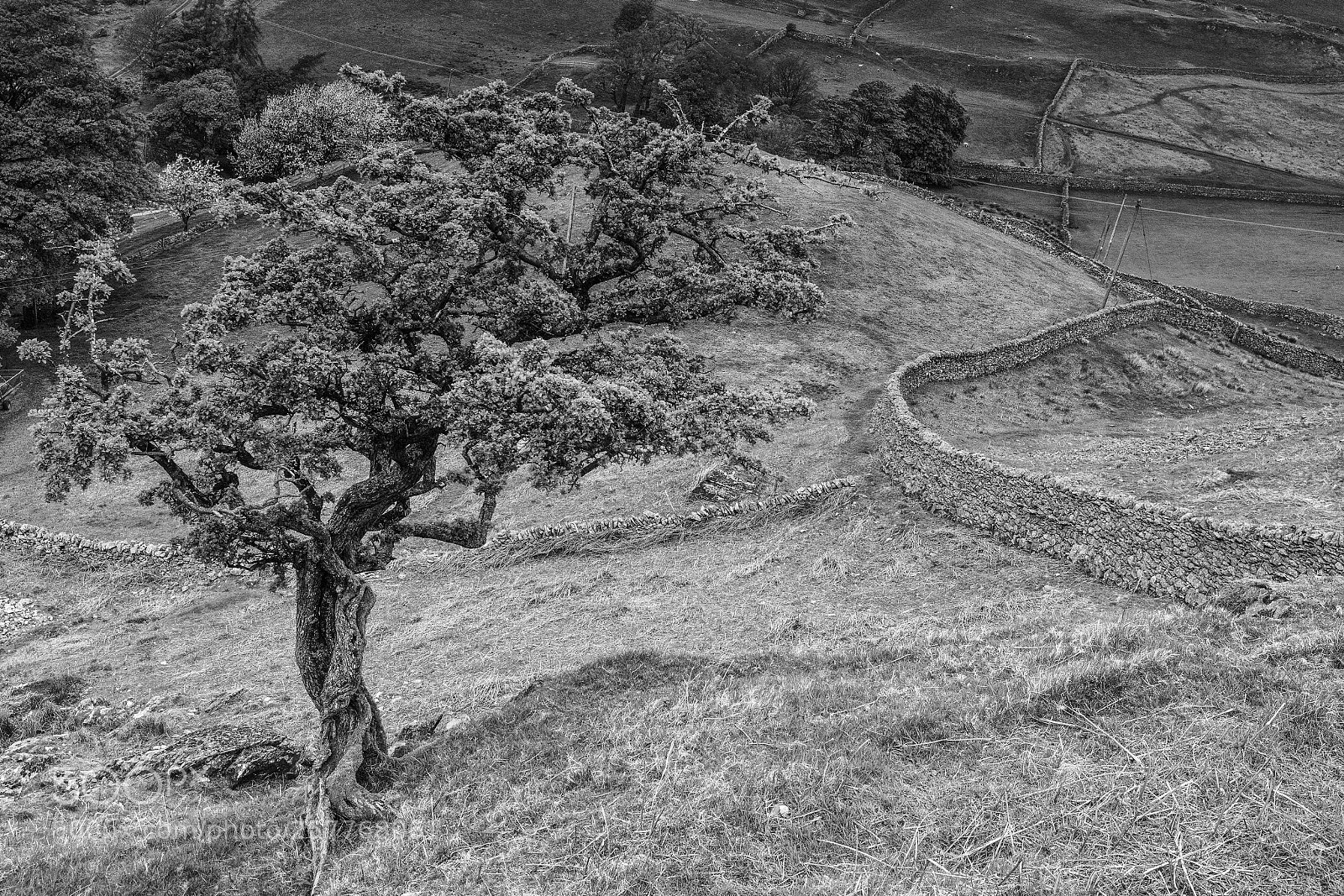 Canon EOS 6D Mark II sample photo. Tree above martindale photography