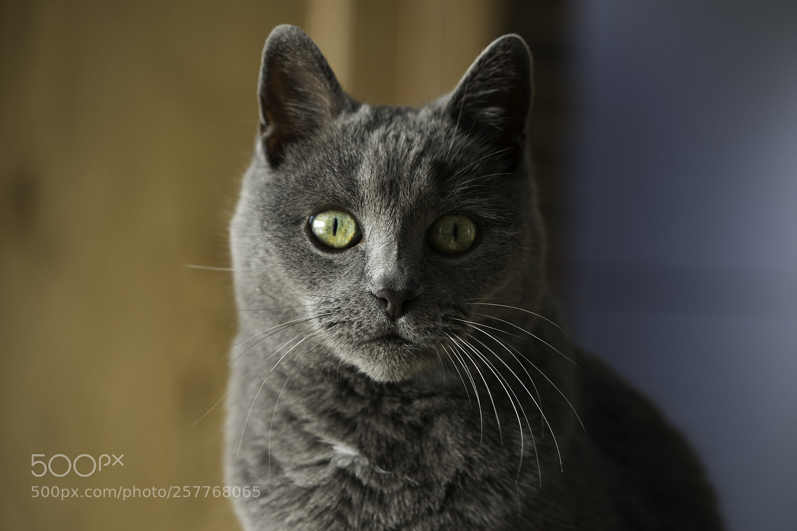 Sony a7 II sample photo. Savannah photography