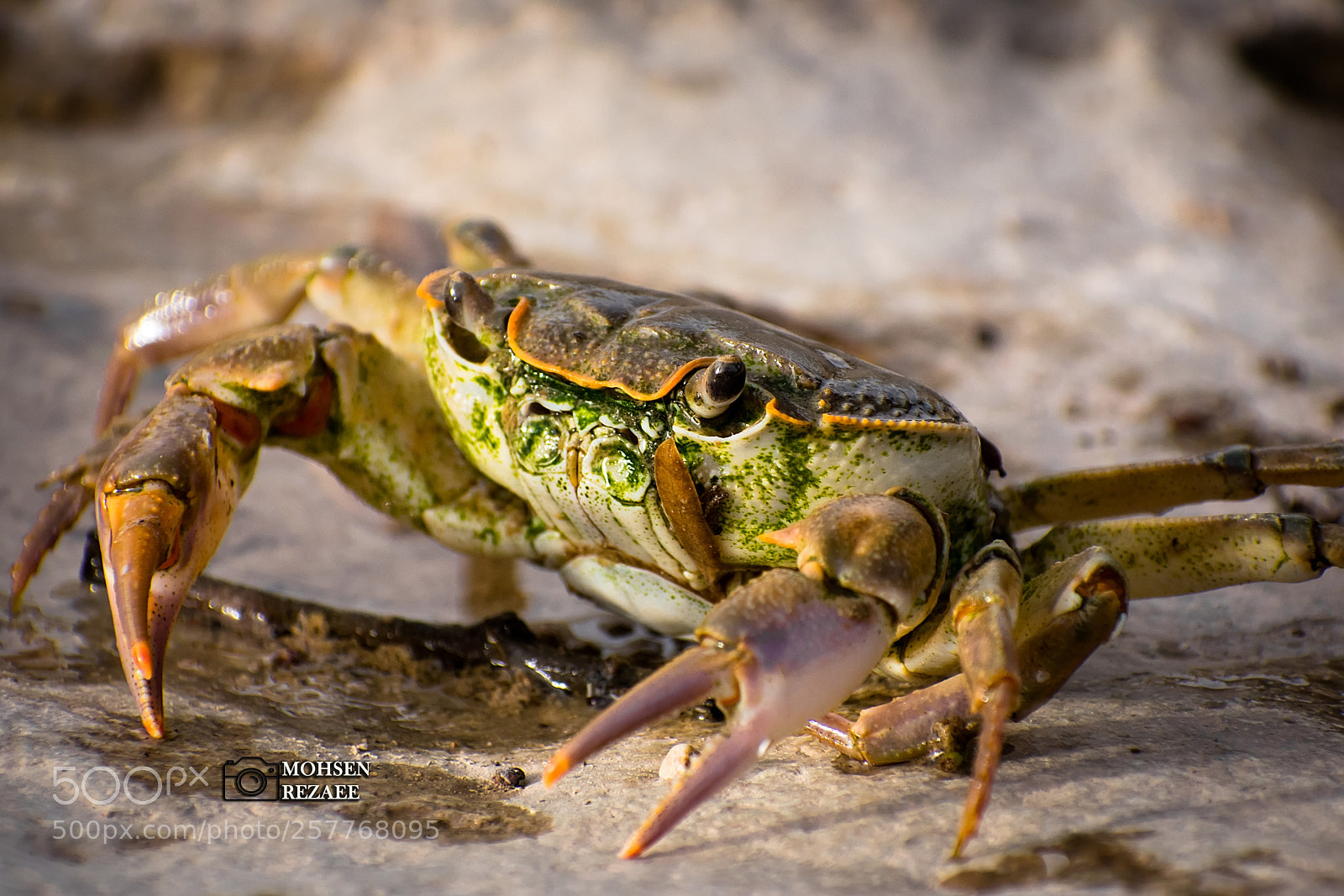 Nikon D3400 sample photo. Crab photography