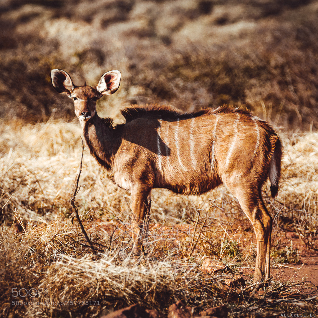 Canon EOS 7D Mark II sample photo. The female greater kudu photography