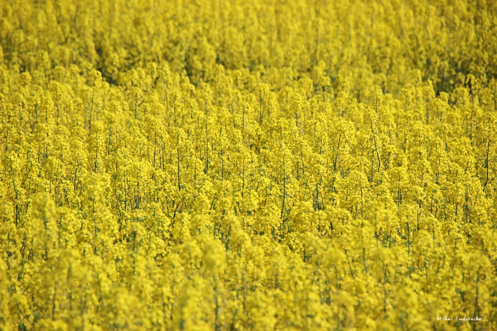 Sigma 18-250mm F3.5-6.3 DC OS HSM sample photo. Yeeeellow! photography