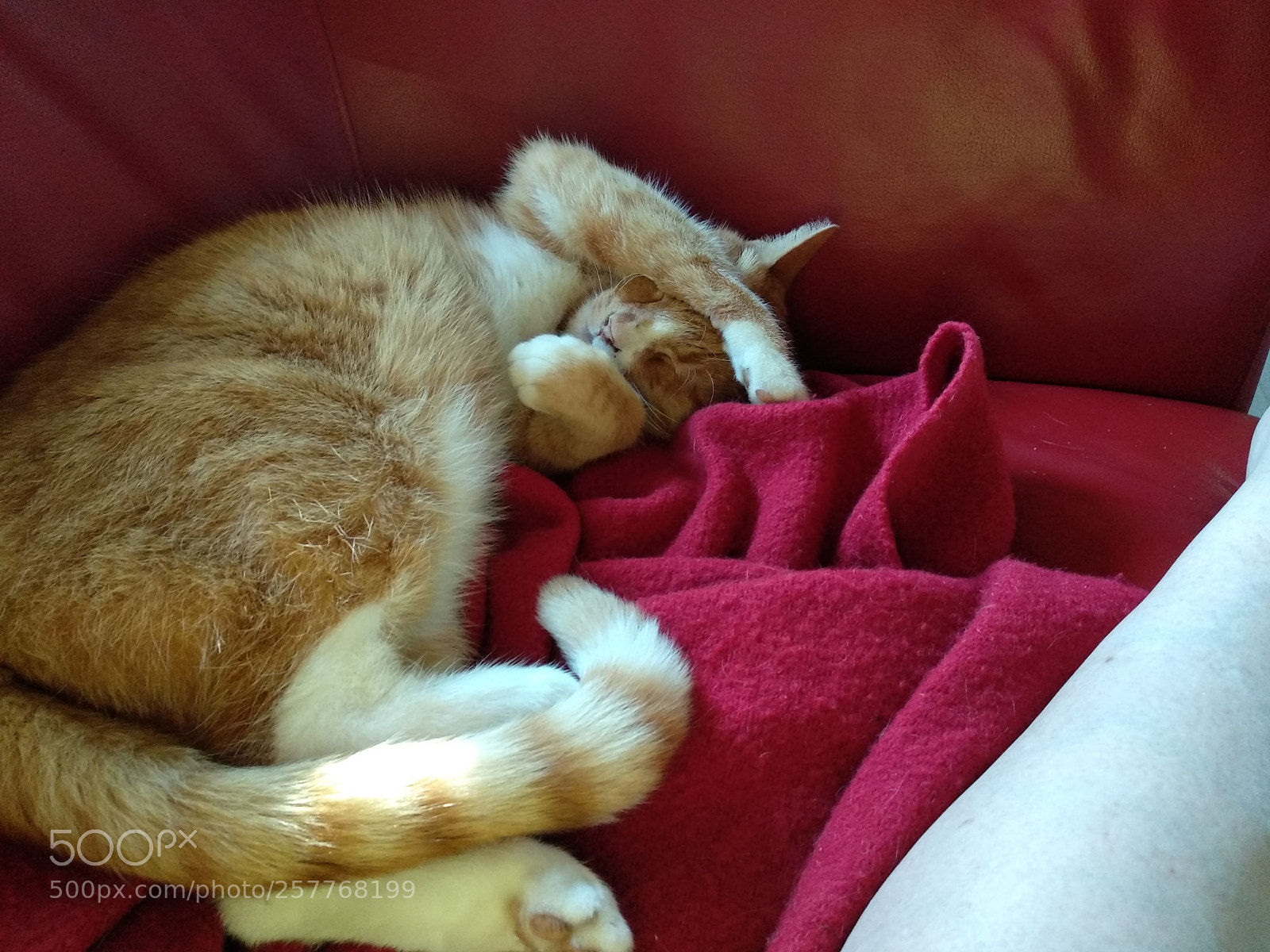 Xiaomi Mi A1 sample photo. Cat photography